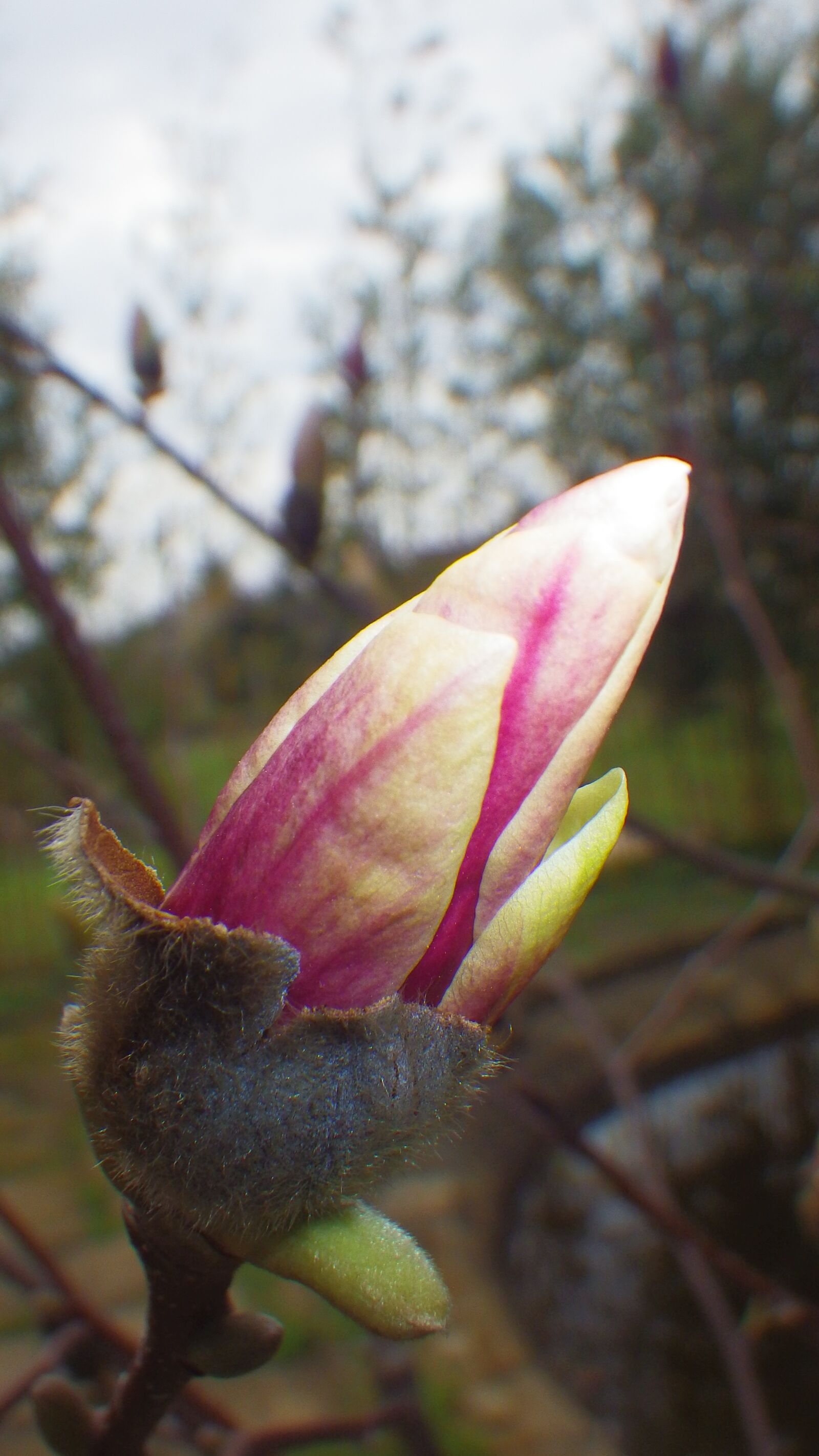 Pentax Optio WG-2 sample photo. Nature, flower, outdoors photography