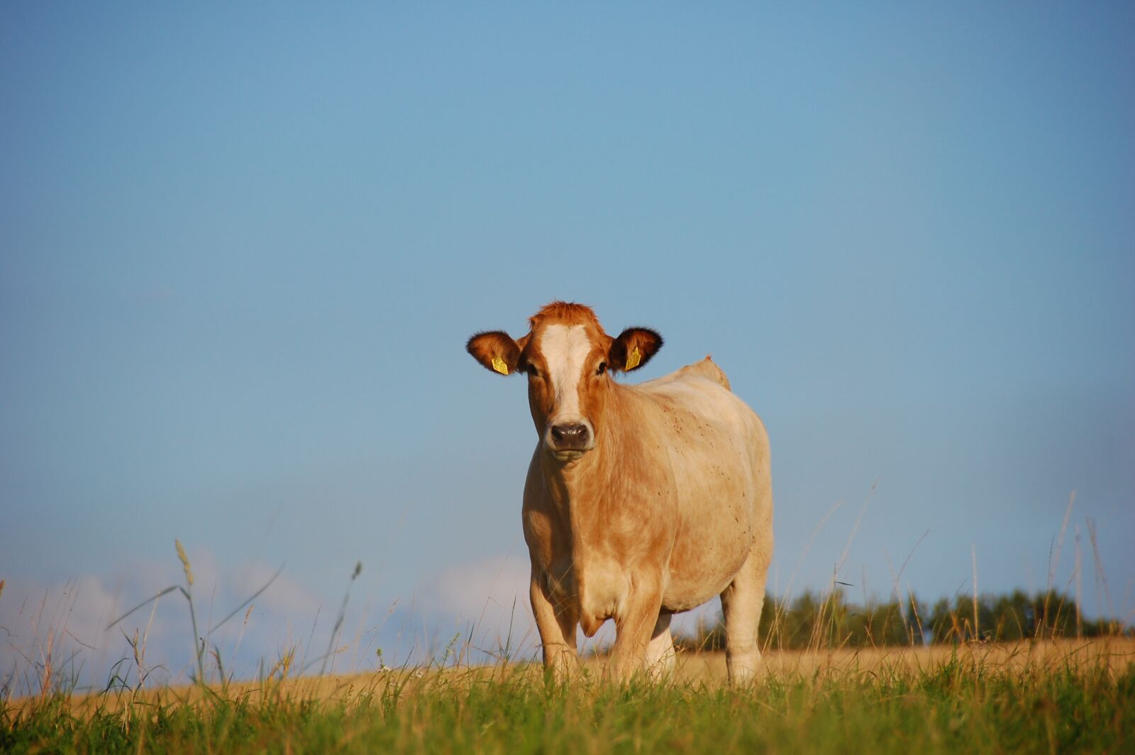 Nikon D40 sample photo. Cow, field, animal photography