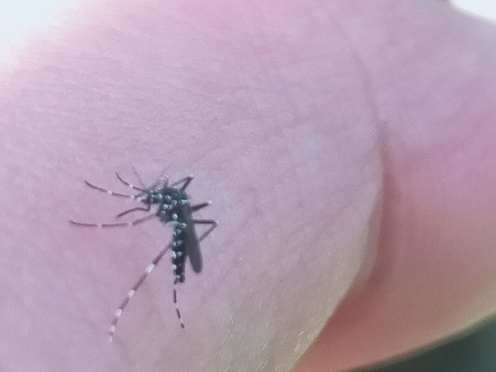 OPPO A9 2020 sample photo. Mosquito, striped, dengue fever photography