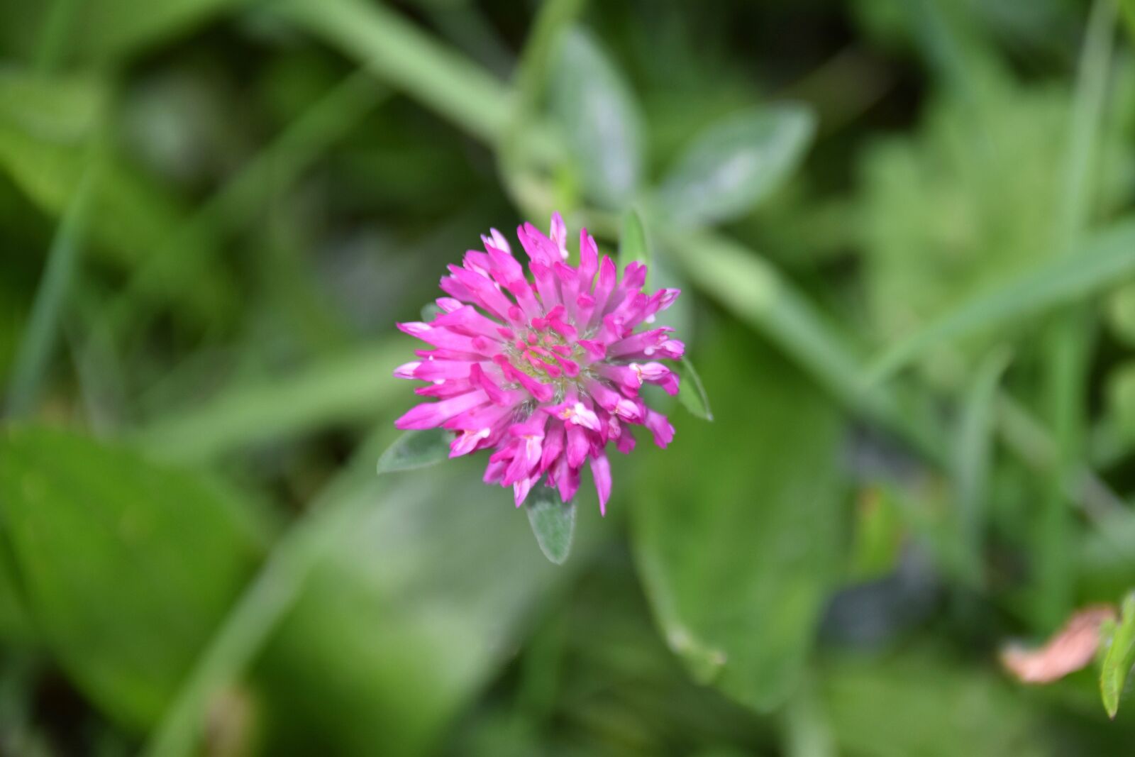 Nikon D5600 sample photo. Clover flower, clover, green photography