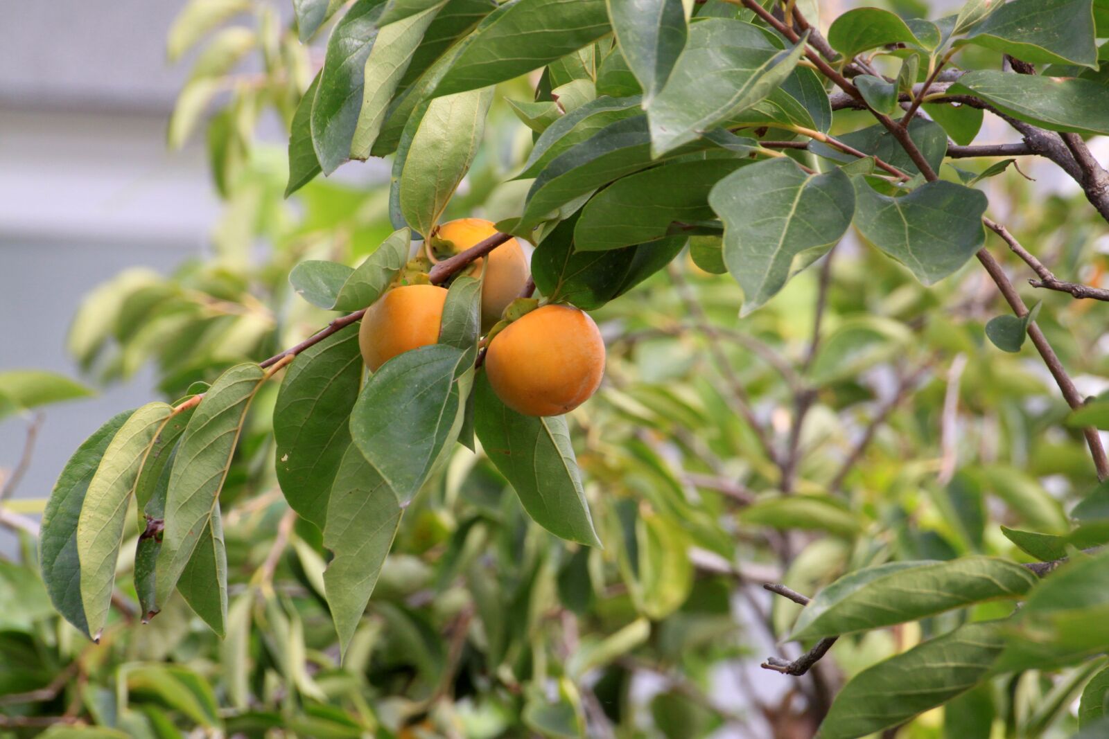 Canon EOS 50D sample photo. Persimmon, autumn, nature photography