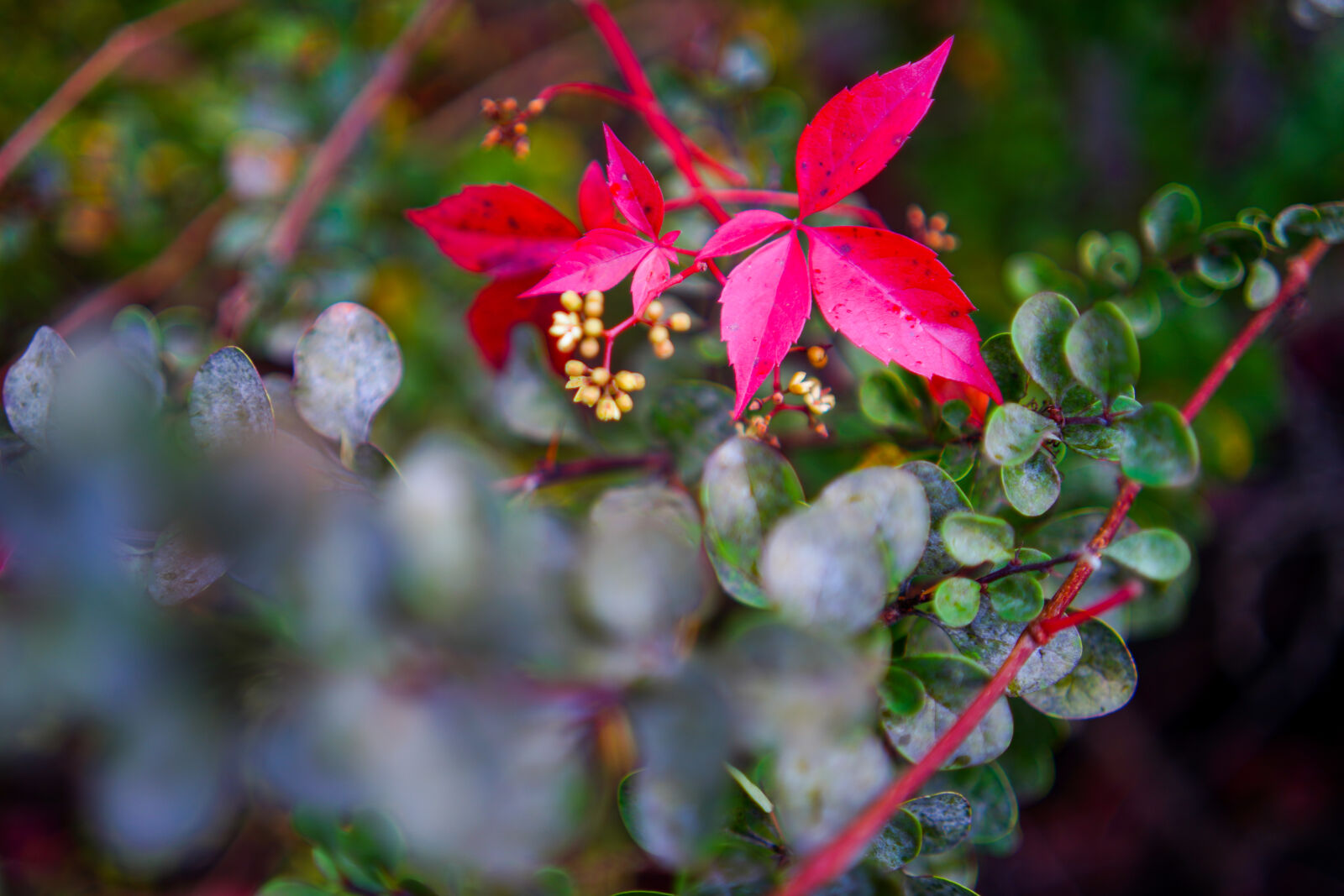 Sony a7R IV sample photo. Bokeh leaves photography