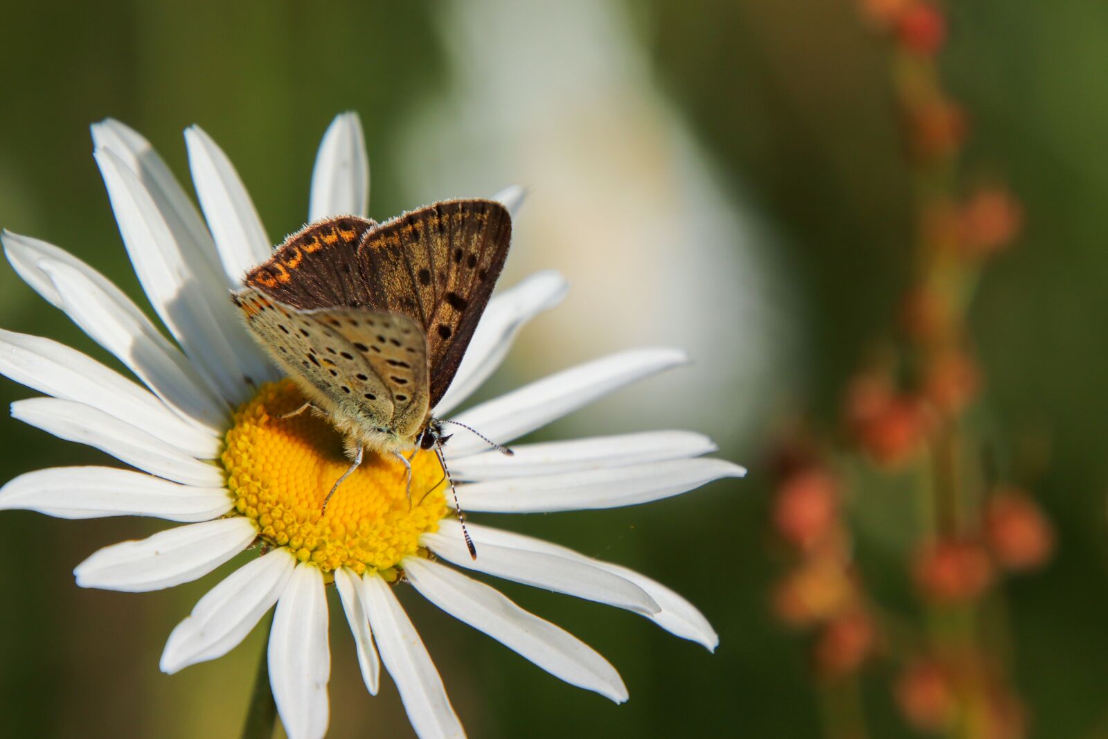 Canon EOS 800D (EOS Rebel T7i / EOS Kiss X9i) sample photo. Butterfly, orange, brown photography