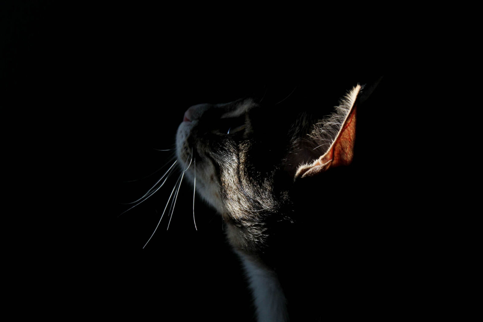 Canon EOS 1100D (EOS Rebel T3 / EOS Kiss X50) sample photo. Arise, cat, face, catography photography