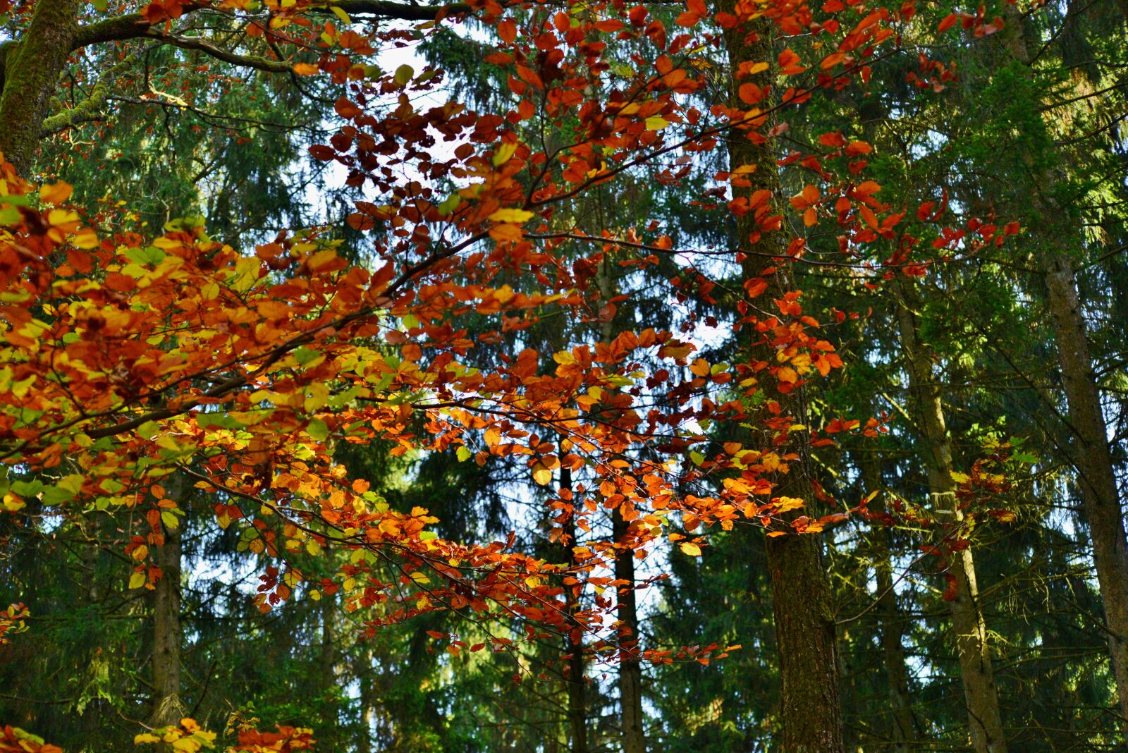 Nikon D600 sample photo. Leaves, autumn, fall colors photography