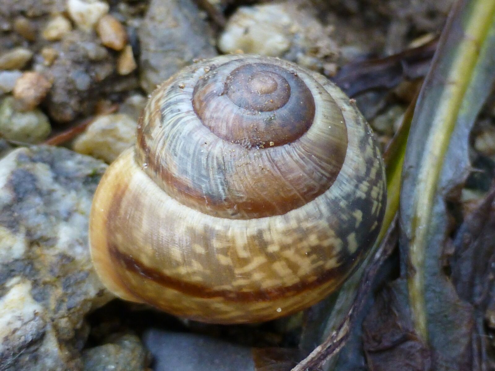 Panasonic DMC-TZ31 sample photo. Shell, brown, nature photography