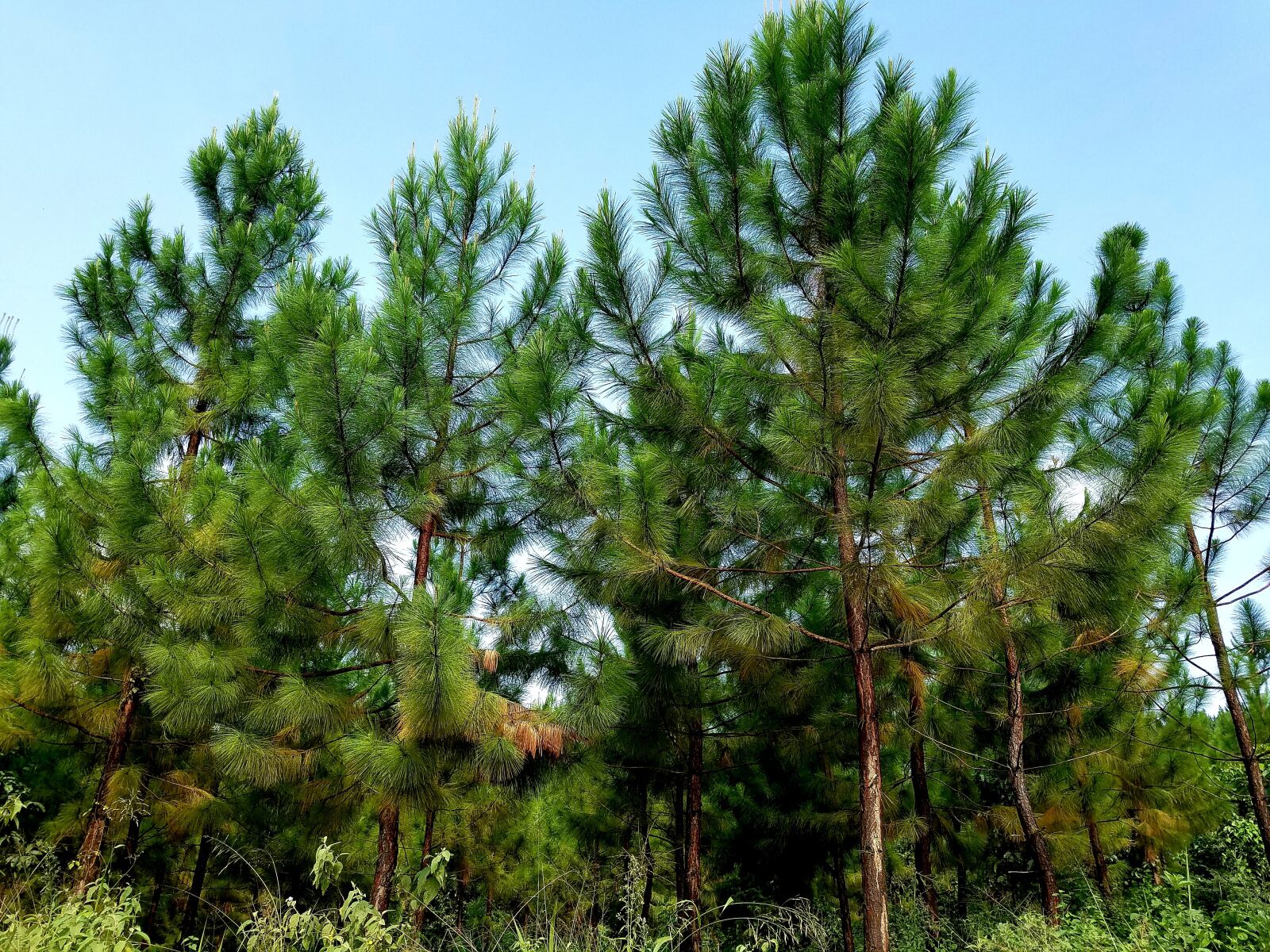 Samsung Galaxy S7 Edge sample photo. Forest, nature, africa photography