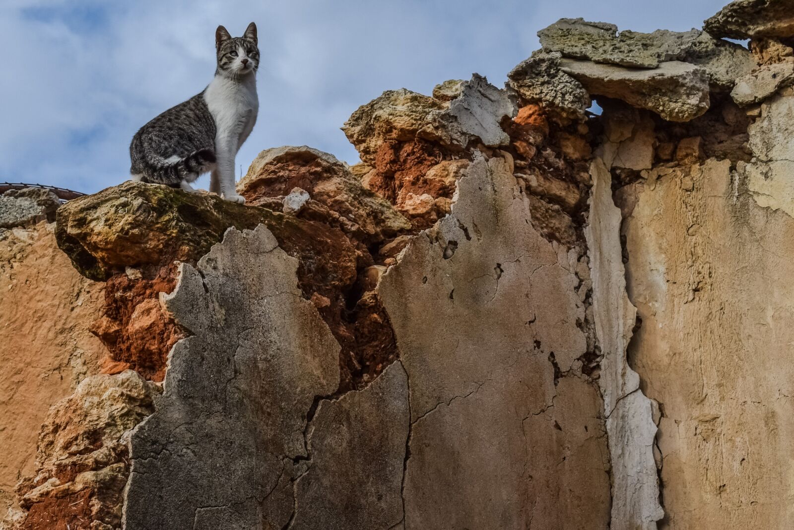 Nikon D3300 sample photo. Cat, feral, wall photography