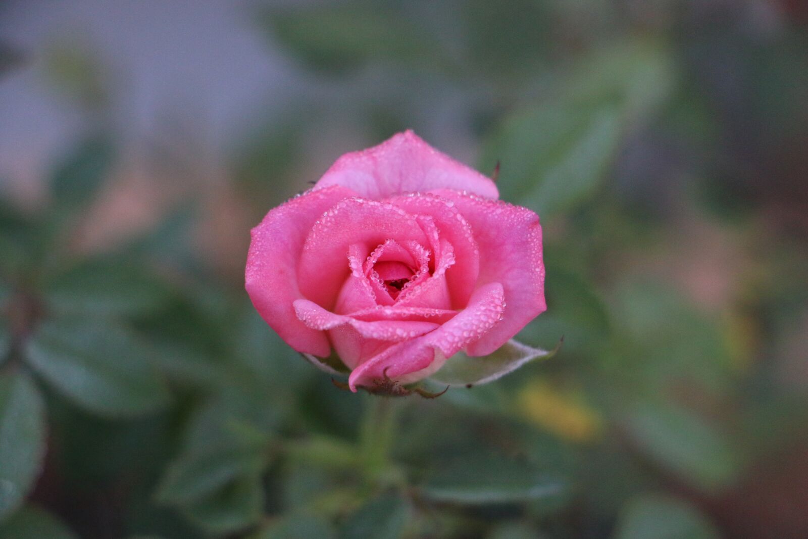 Canon EOS 70D sample photo. Flower, rose, nature photography