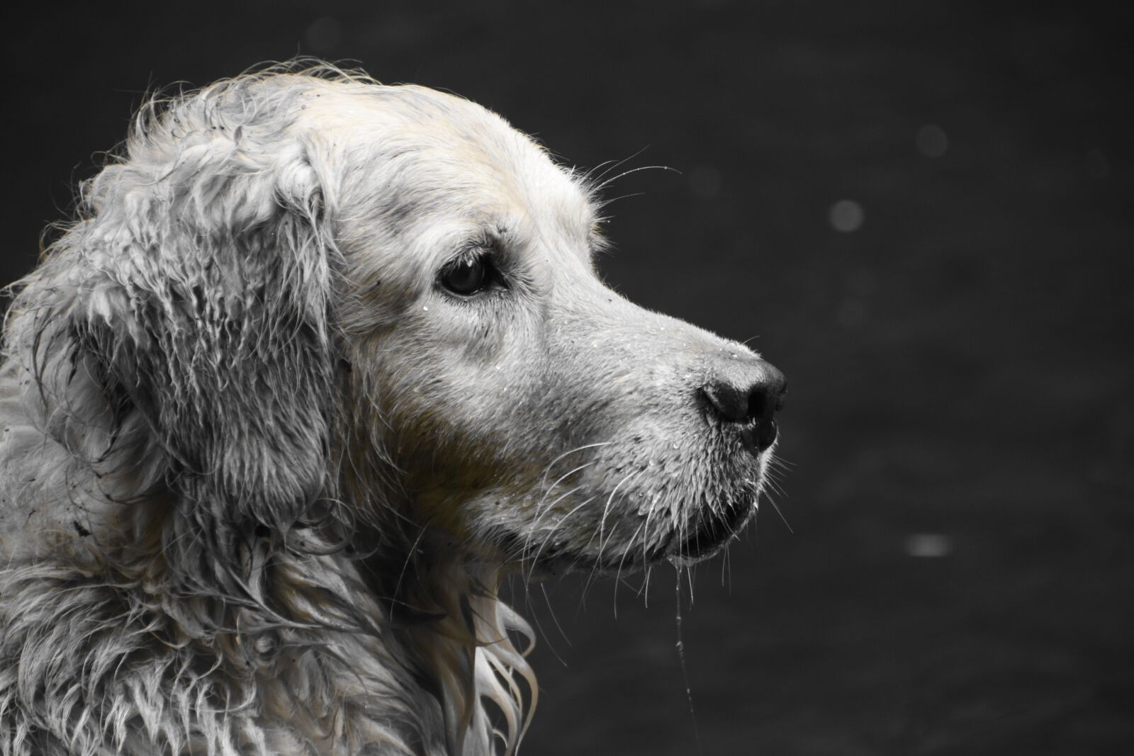 Nikon D5600 sample photo. Golden retriever, dog, snout photography