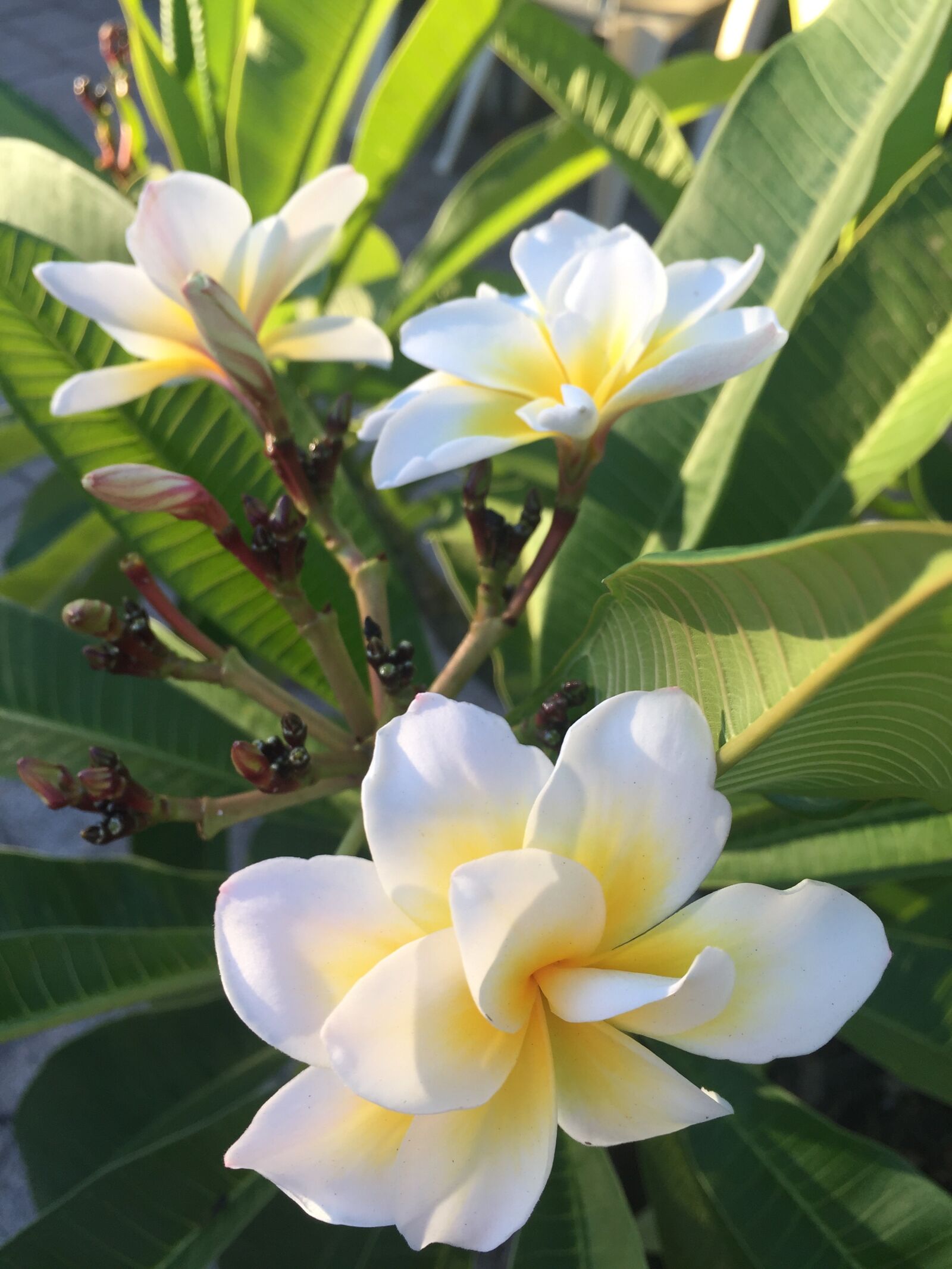 Apple iPhone 6 sample photo. Flora, flower, tropical photography