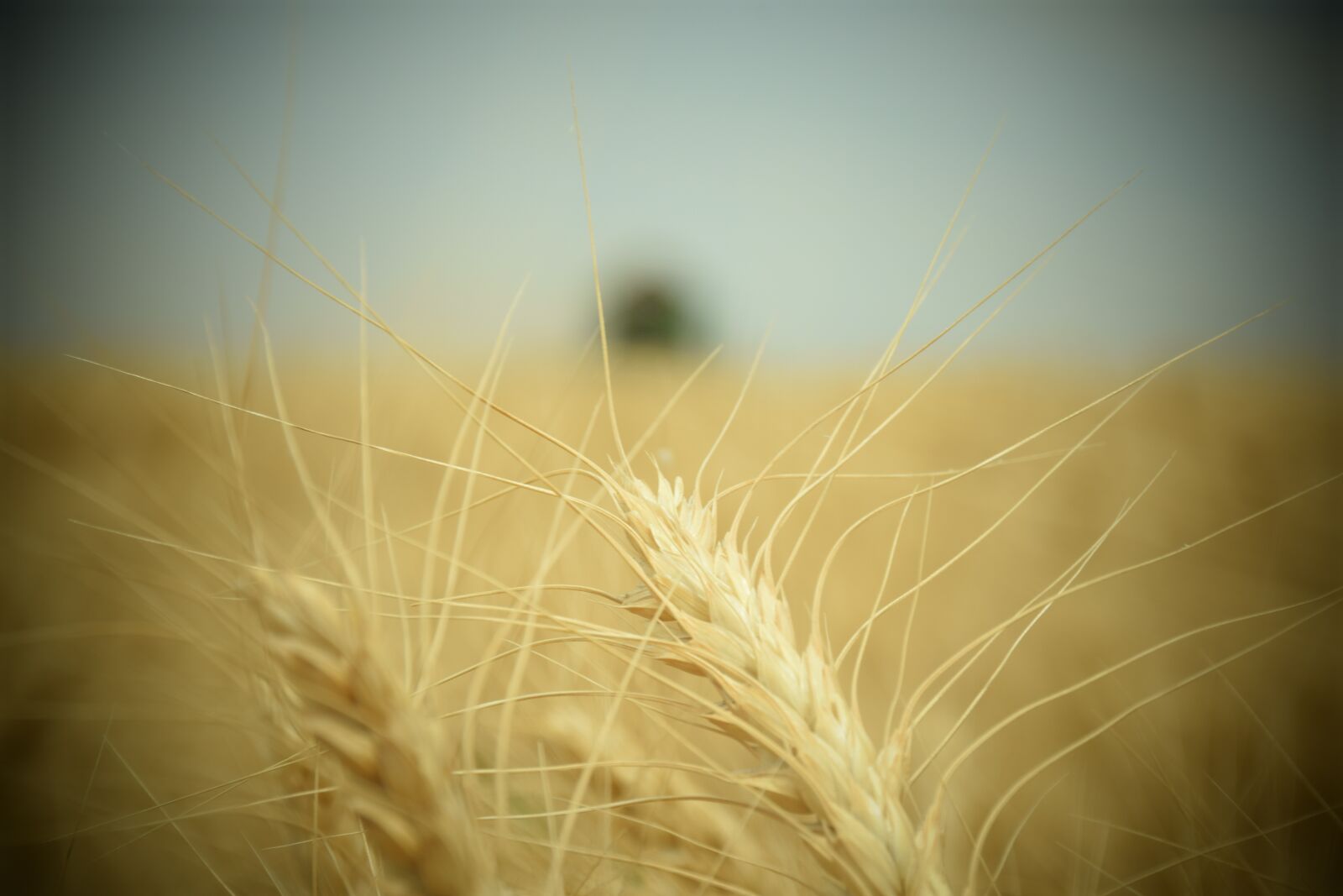 Nikon D5300 sample photo. Wheat, the harvest, corn photography