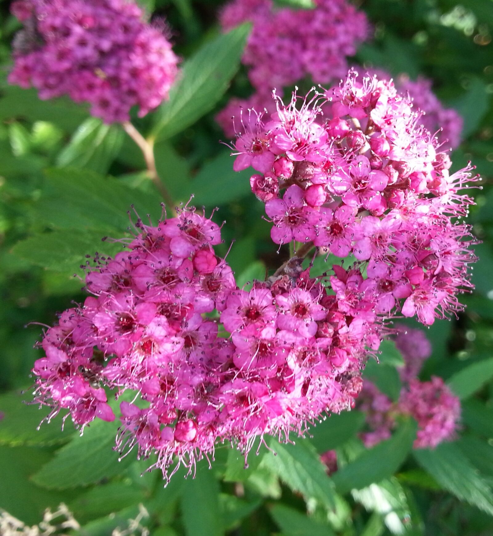 Samsung Galaxy Note2 sample photo. Flower, plant, summer photography