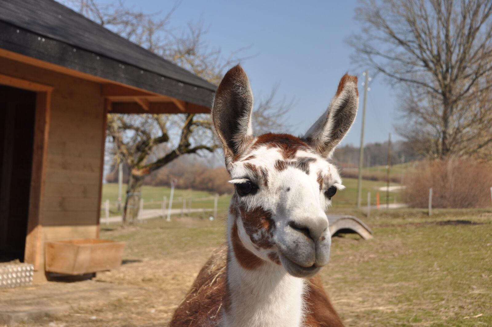 Nikon D90 sample photo. Lama, animal, agriculture photography