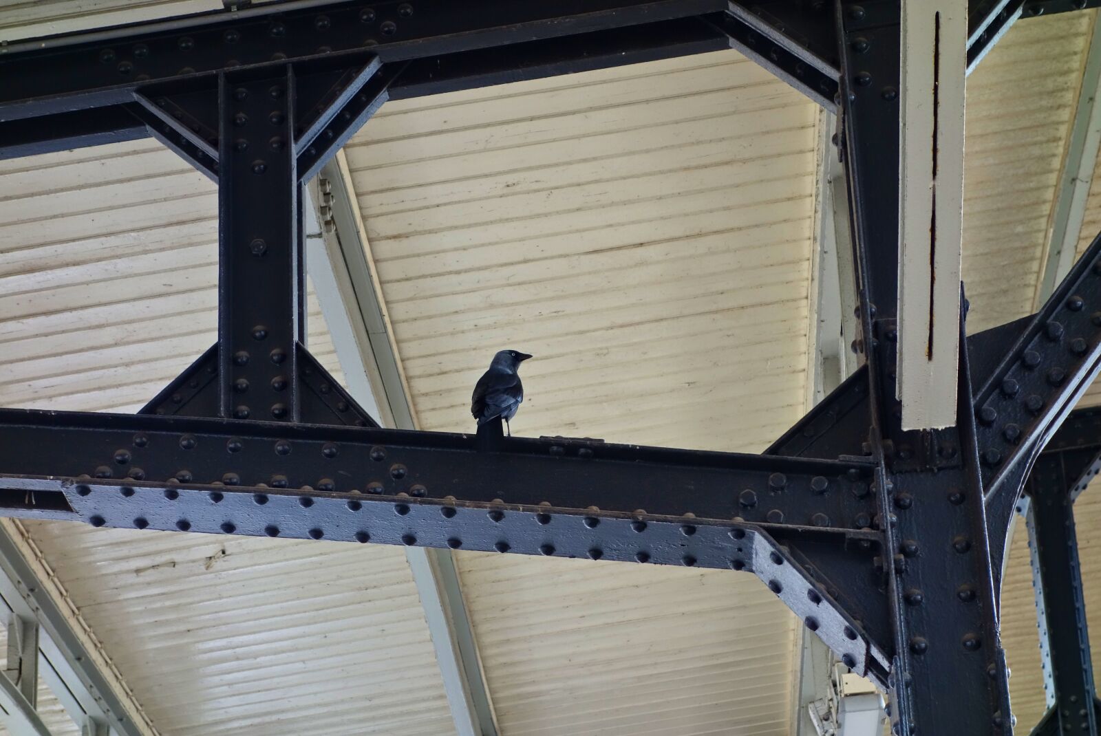 Sony Cyber-shot DSC-RX100 sample photo. Jackdaw, eurasian, bird photography