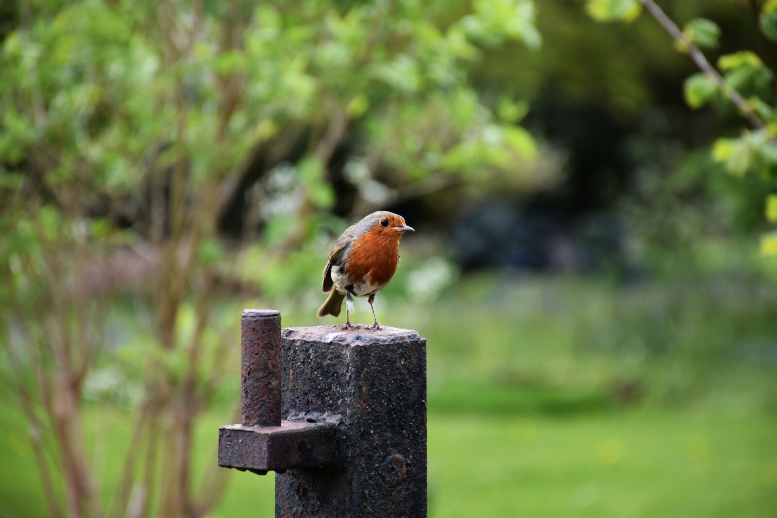 Nikon D7200 sample photo. Robin, red, erithacus rubecula photography
