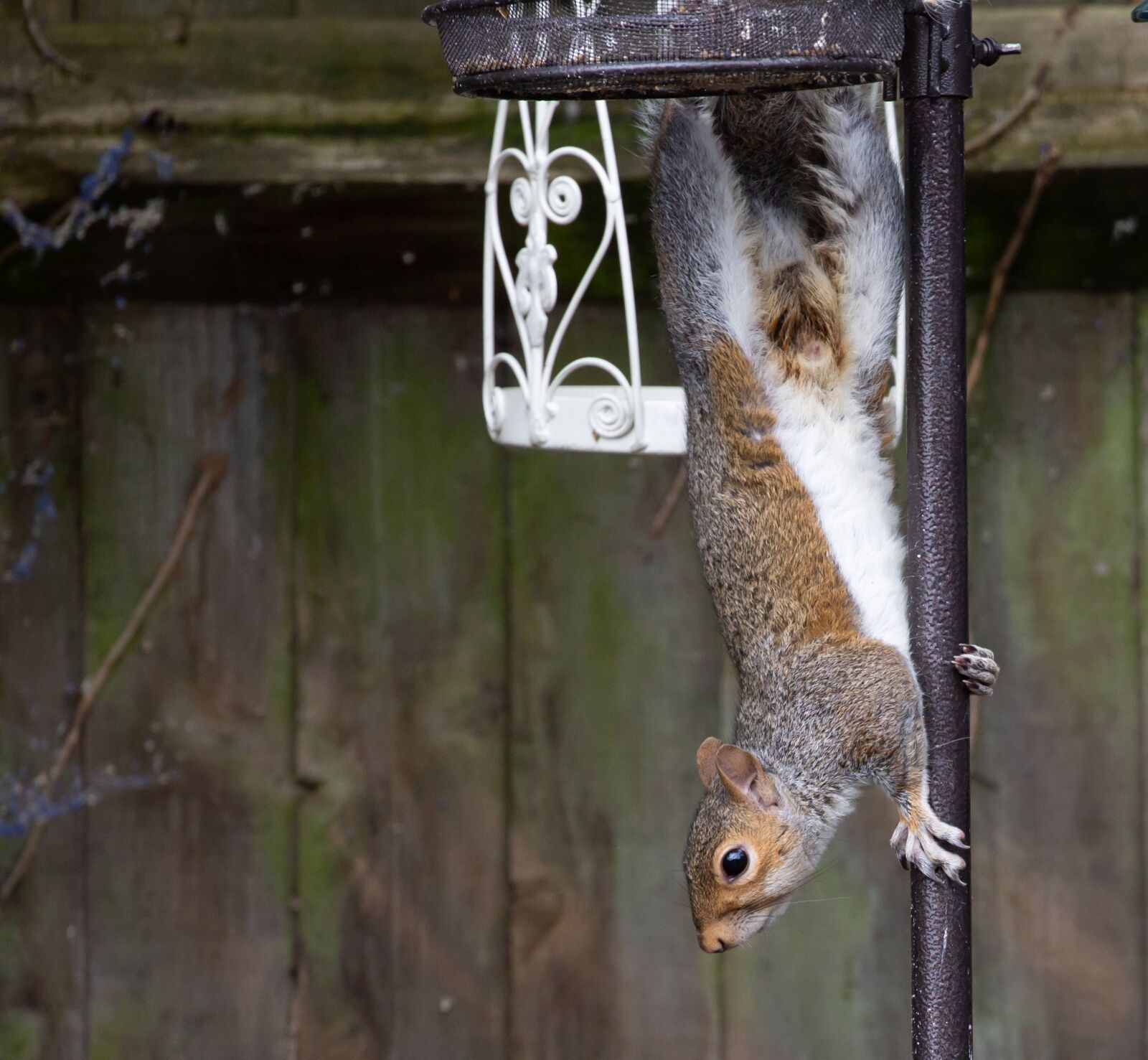 Canon EOS 5D Mark III sample photo. Squirrel, bird feeder, thief photography