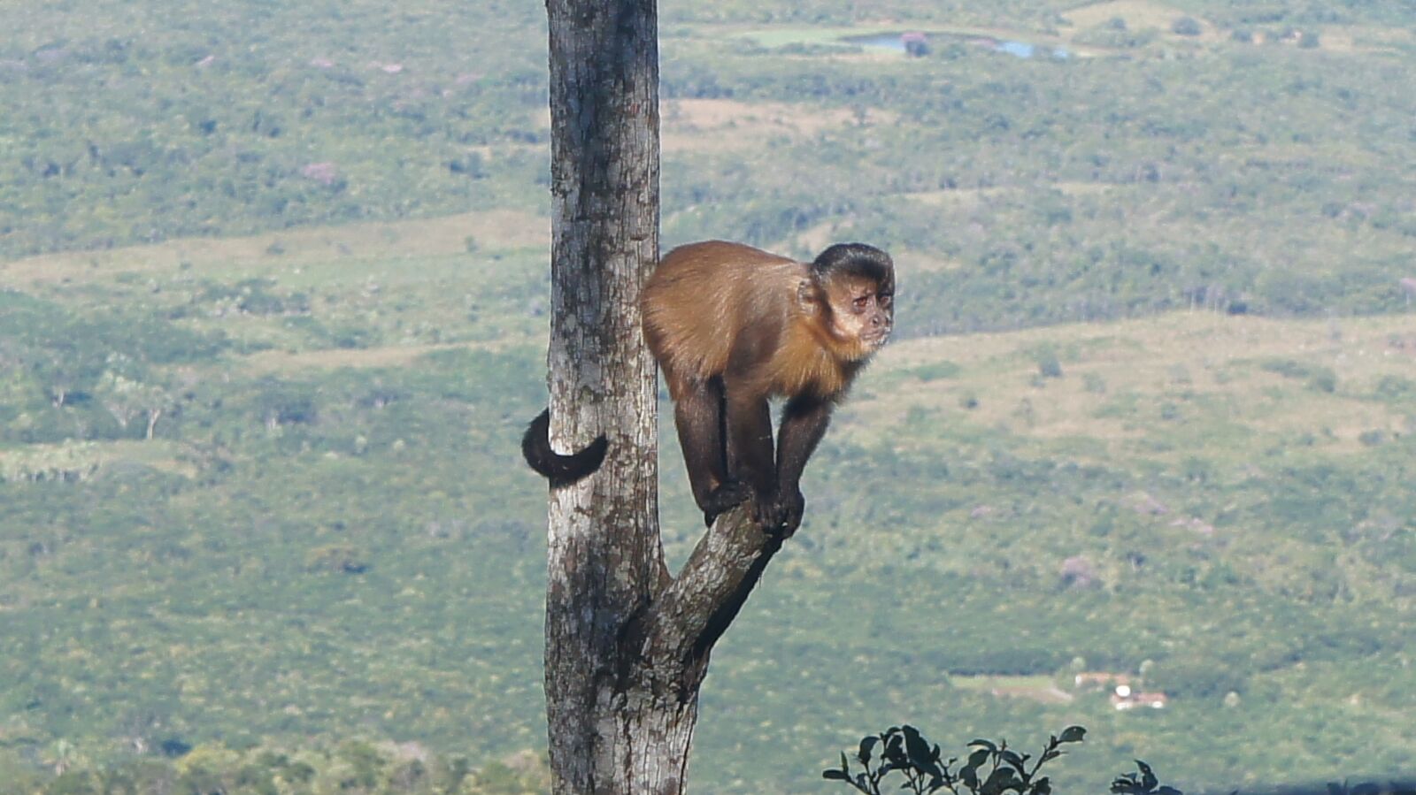 Sony Alpha NEX-C3 sample photo. Monkey, animal, nature photography