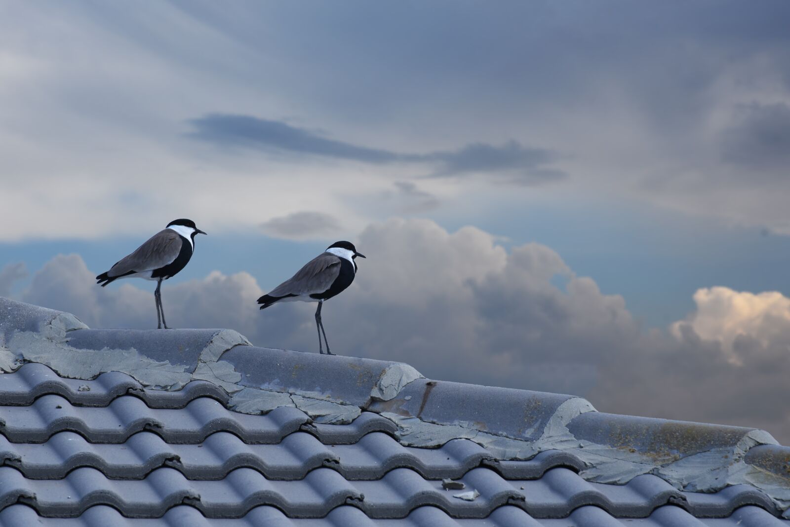 Nikon D750 sample photo. Bird, nature, outdoors photography