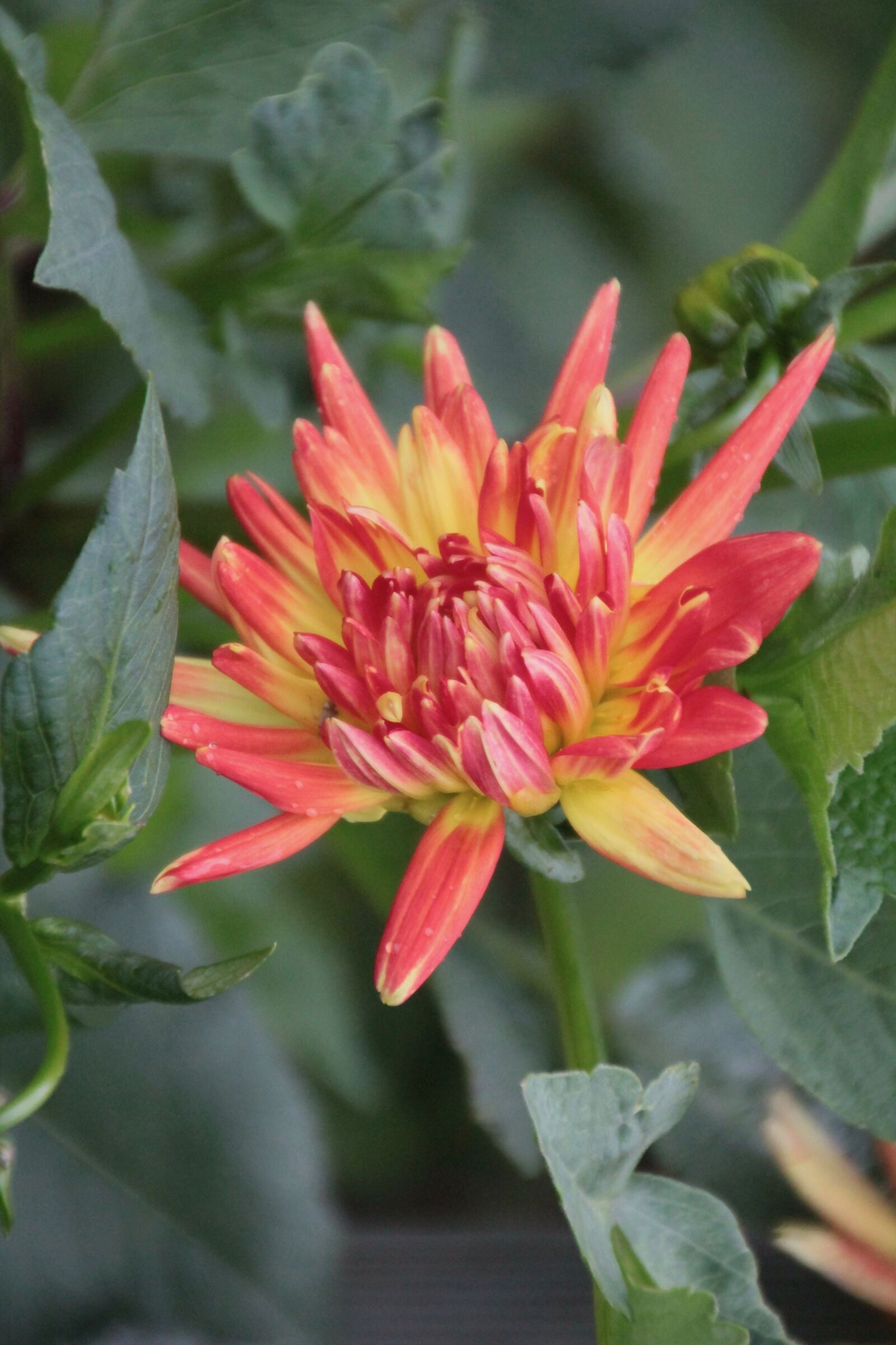 Canon EOS 600D (Rebel EOS T3i / EOS Kiss X5) sample photo. Dahlia, dahlia orange, flower photography