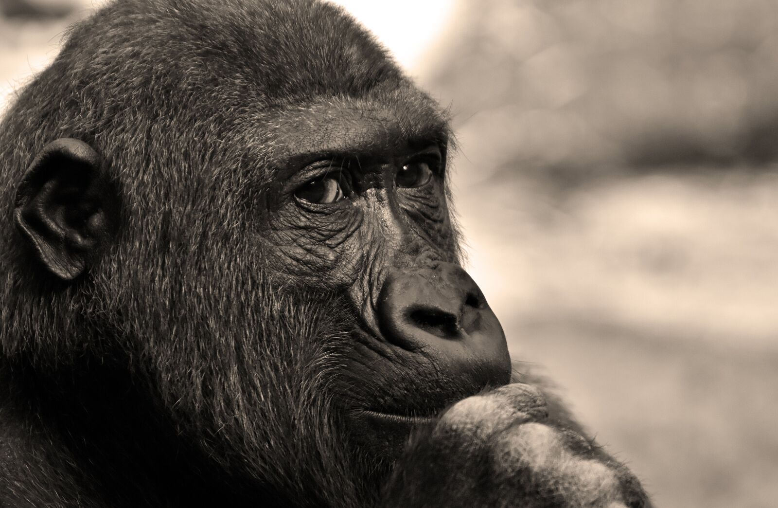 Nikon D7200 sample photo. Gorilla, monkey, animal photography