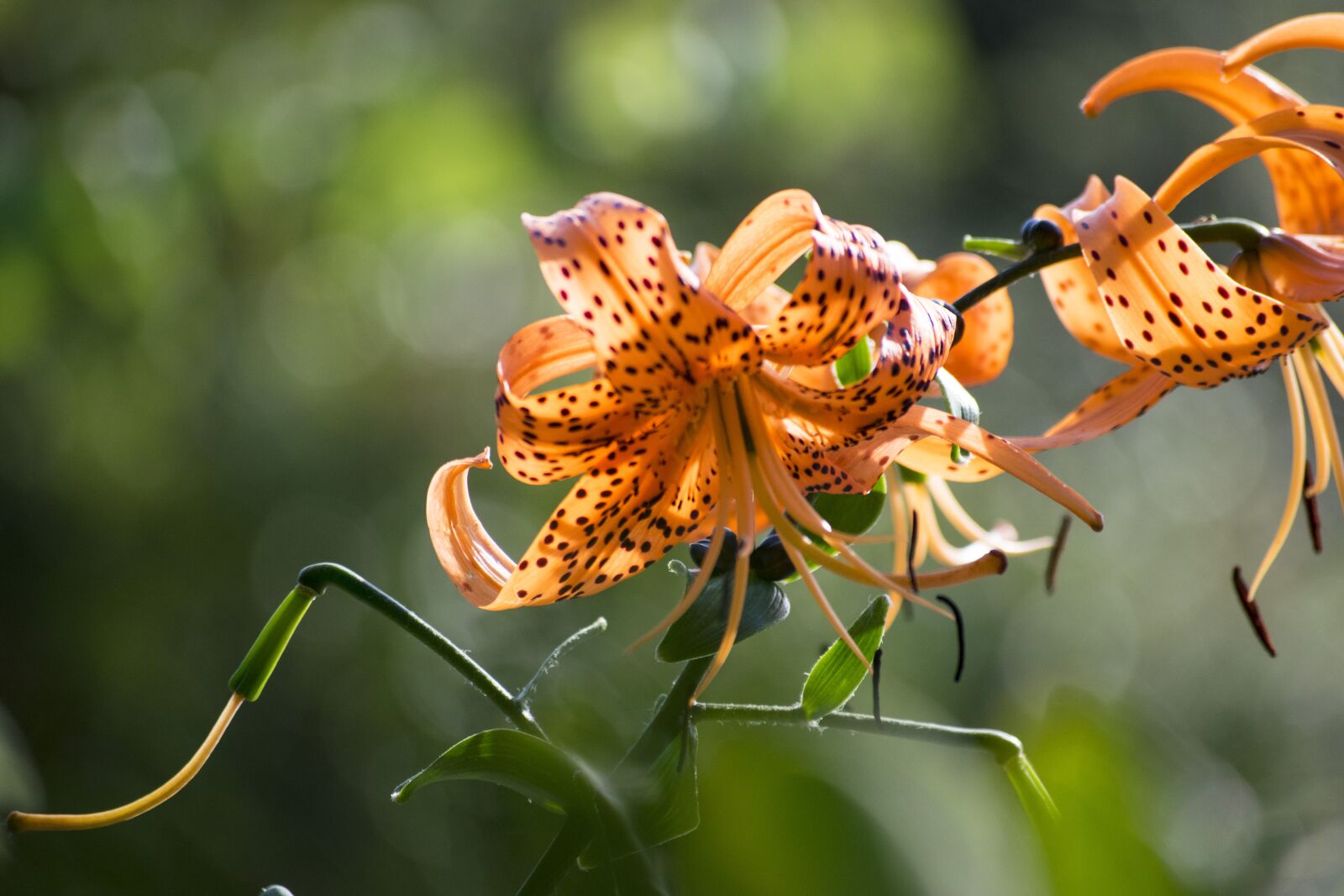 Nikon D5300 sample photo. Flower, orange, pistil photography