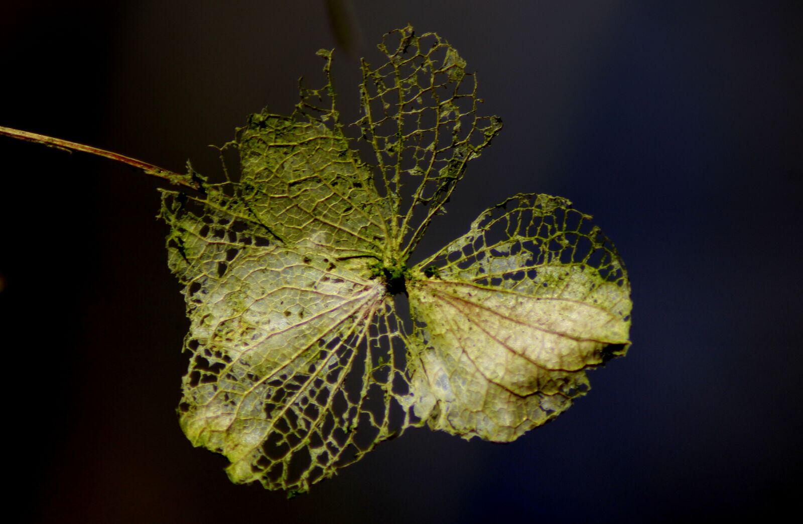 Canon EOS 100D (EOS Rebel SL1 / EOS Kiss X7) sample photo. Nature, background, leaf photography