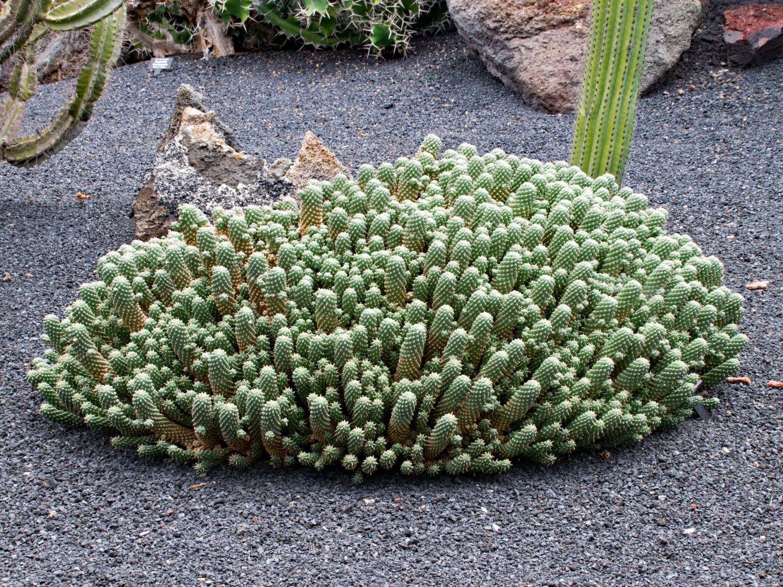 Nikon D5300 sample photo. Jardin de cactus, cactus photography