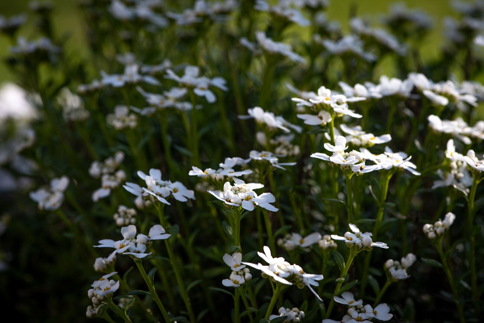 Nikon D750 sample photo. Flowers, white, bloom photography
