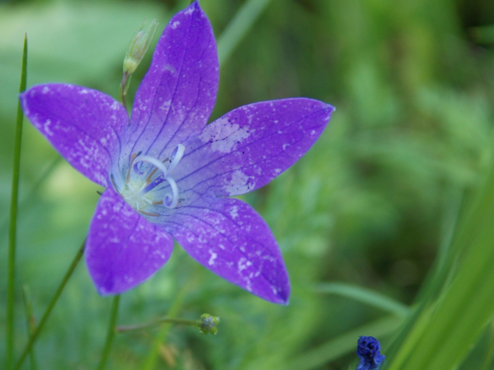 Nikon Coolpix L810 sample photo. Flower, mov, petals photography