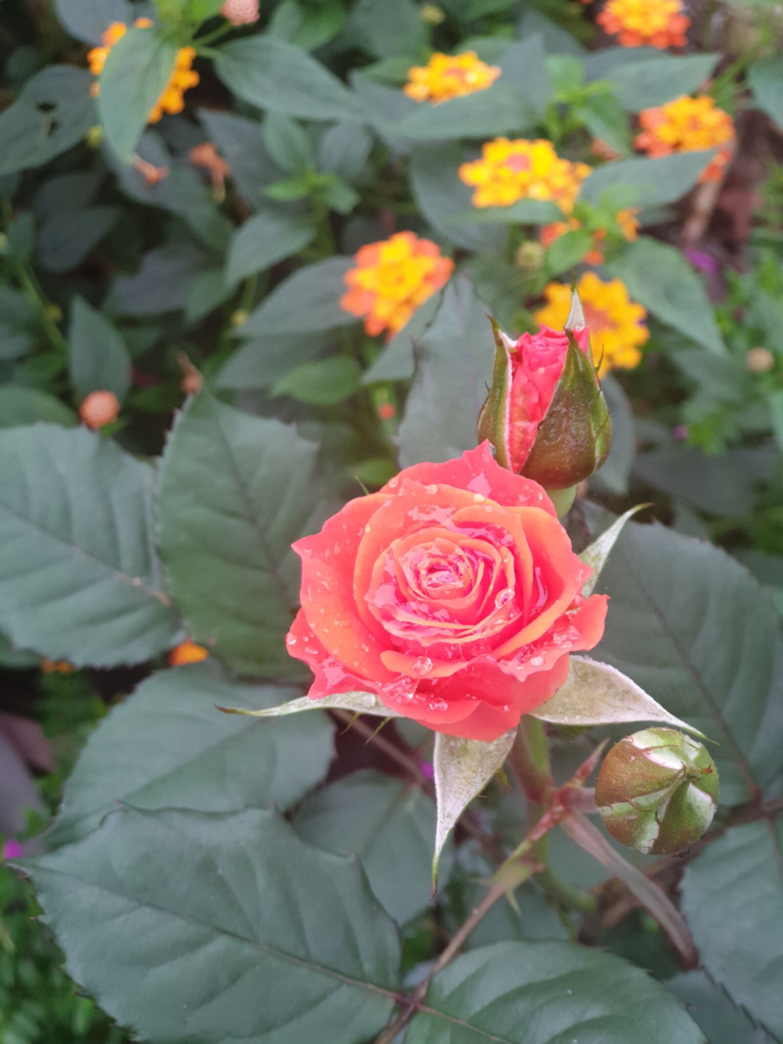 Samsung Galaxy S9+ sample photo. Flower, ?hips, year photography