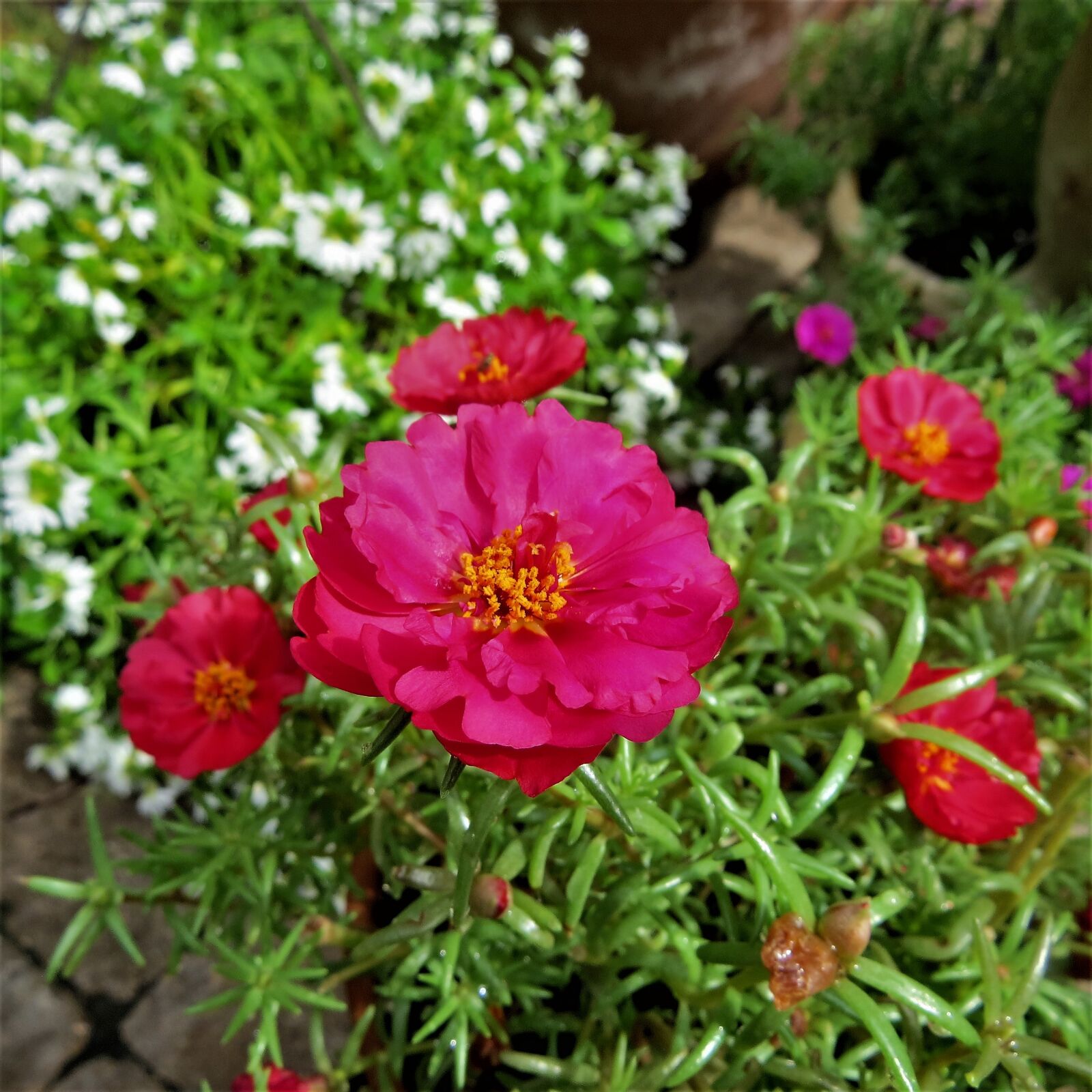 Canon PowerShot SX50 HS sample photo. Flower, red, yellow photography