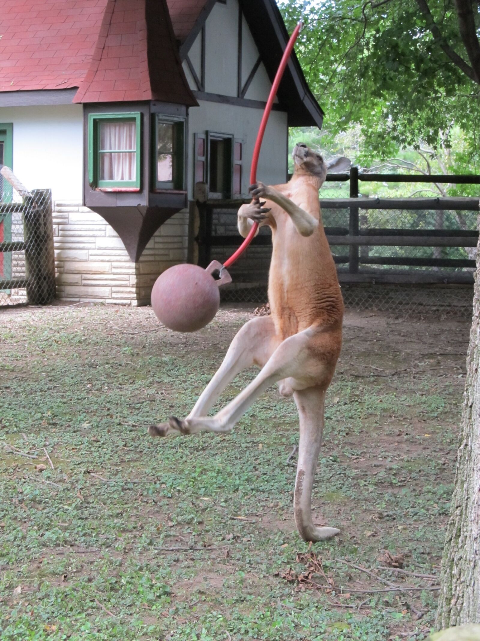 Canon PowerShot SX130 IS sample photo. Kangaroo, playing, jumping photography