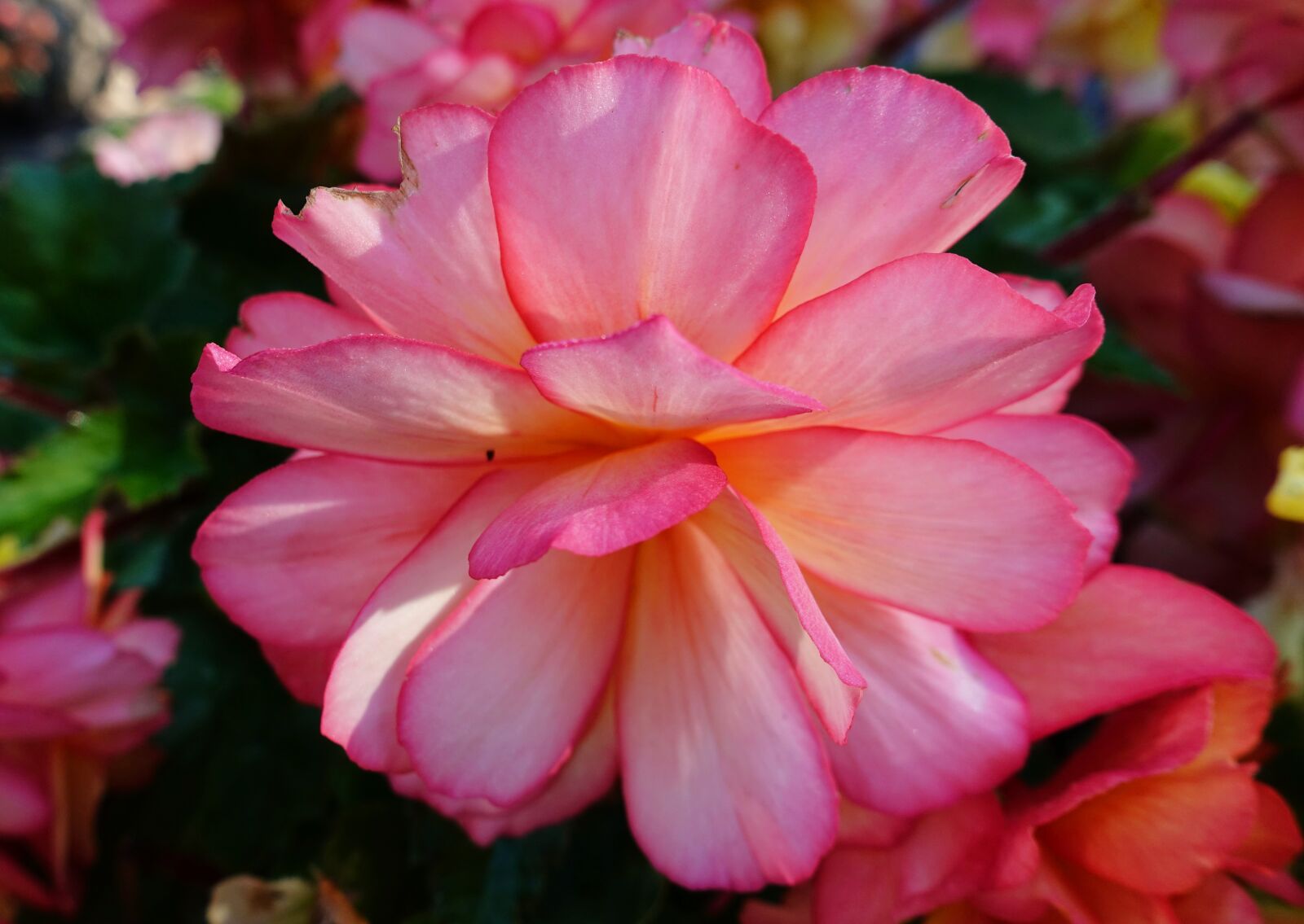 Sony DSC-RX100M5 sample photo. Flower, garden, nature photography