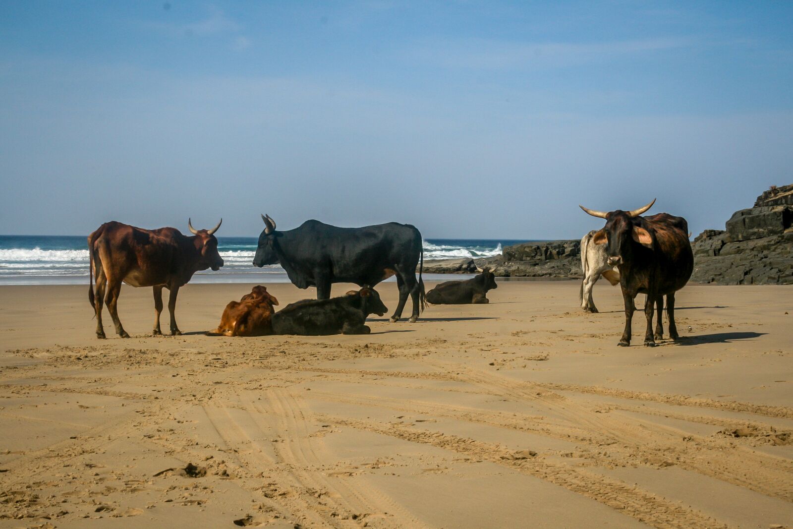 Canon EOS 400D (EOS Digital Rebel XTi / EOS Kiss Digital X) + Canon EF-S 18-55mm F3.5-5.6 II sample photo. Cow, cattle, livestock photography