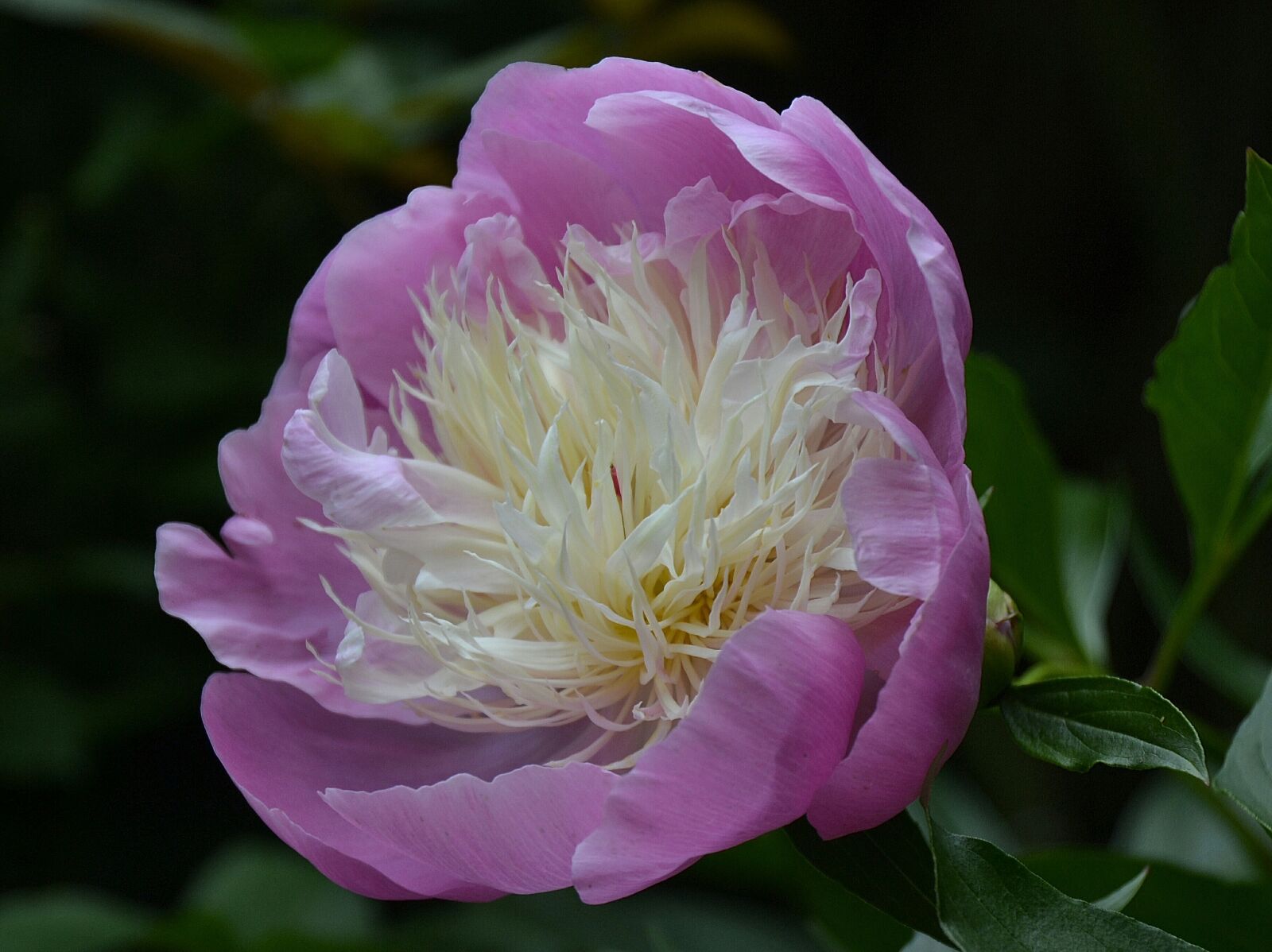 Nikon D3100 sample photo. Rose, peony, garden photography