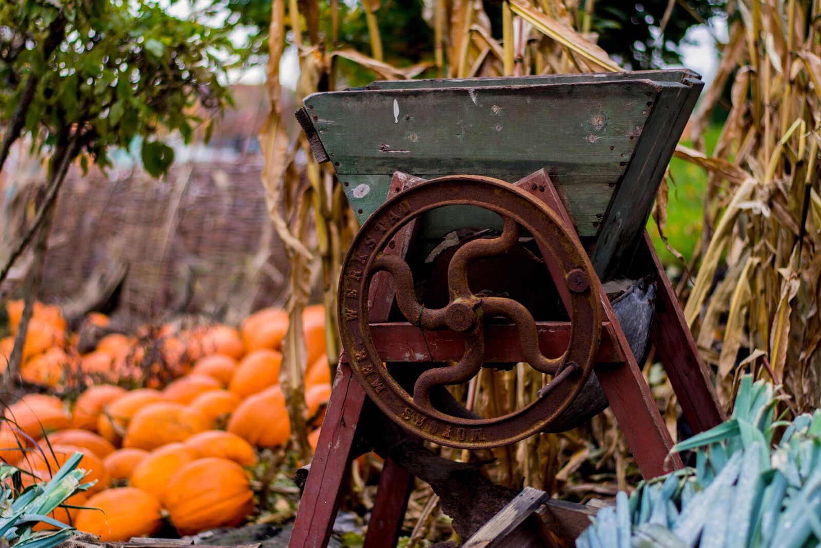 Nikon D7100 sample photo. Halloween, autumn, pumpkin photography