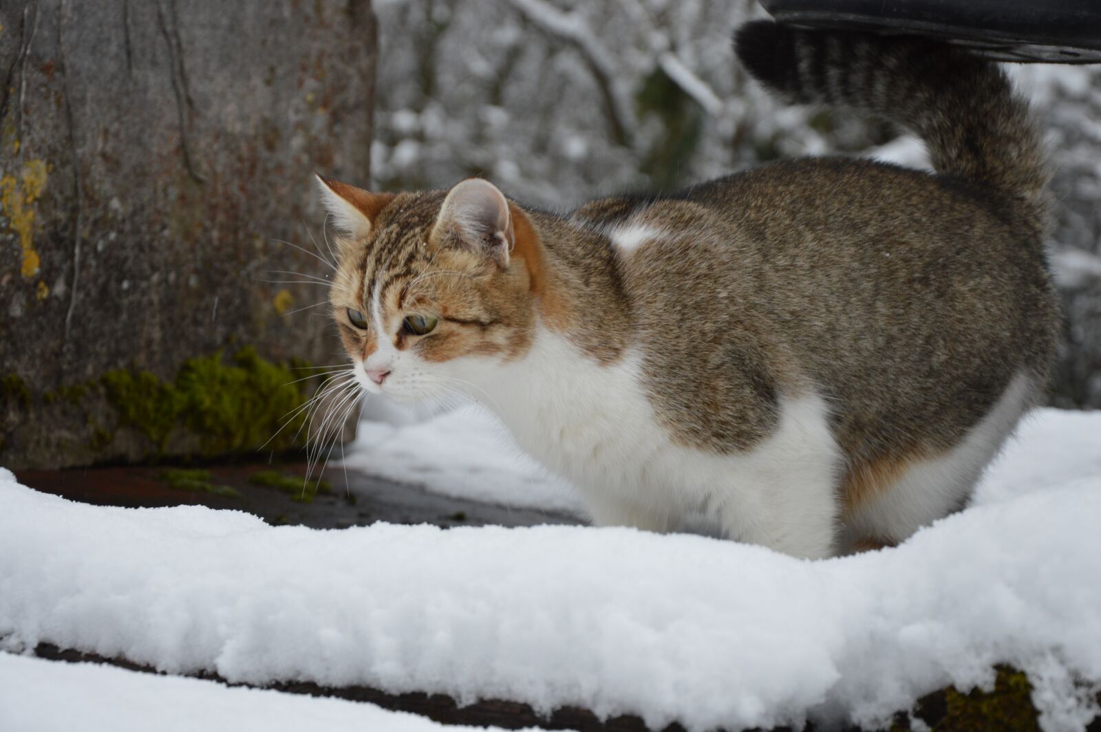 Nikon D3200 sample photo. Cat, snow, cold photography