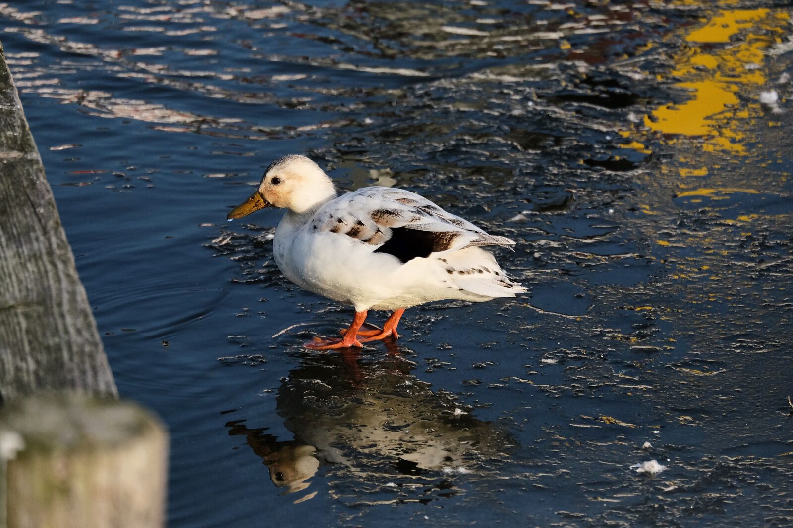 Fujifilm X-T10 + Fujifilm XC 50-230mm F4.5-6.7 OIS II sample photo. Duck, winter, mirroring photography