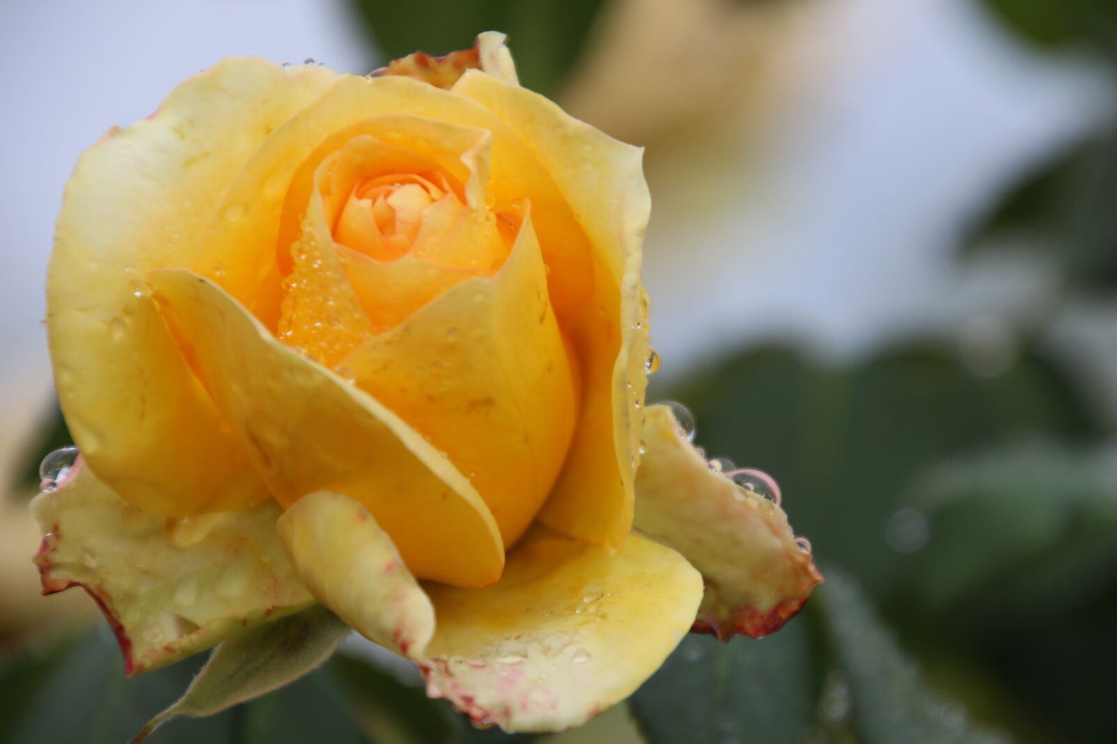Canon EOS 7D Mark II sample photo. Drops, morning, rain, rose photography