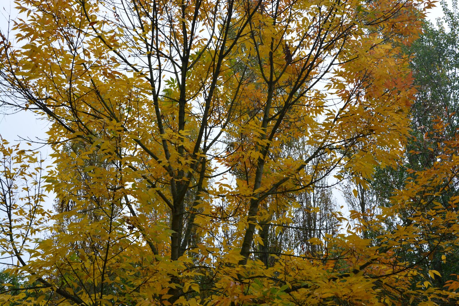 Nikon D5200 sample photo. Autumn landscape, autumn color photography