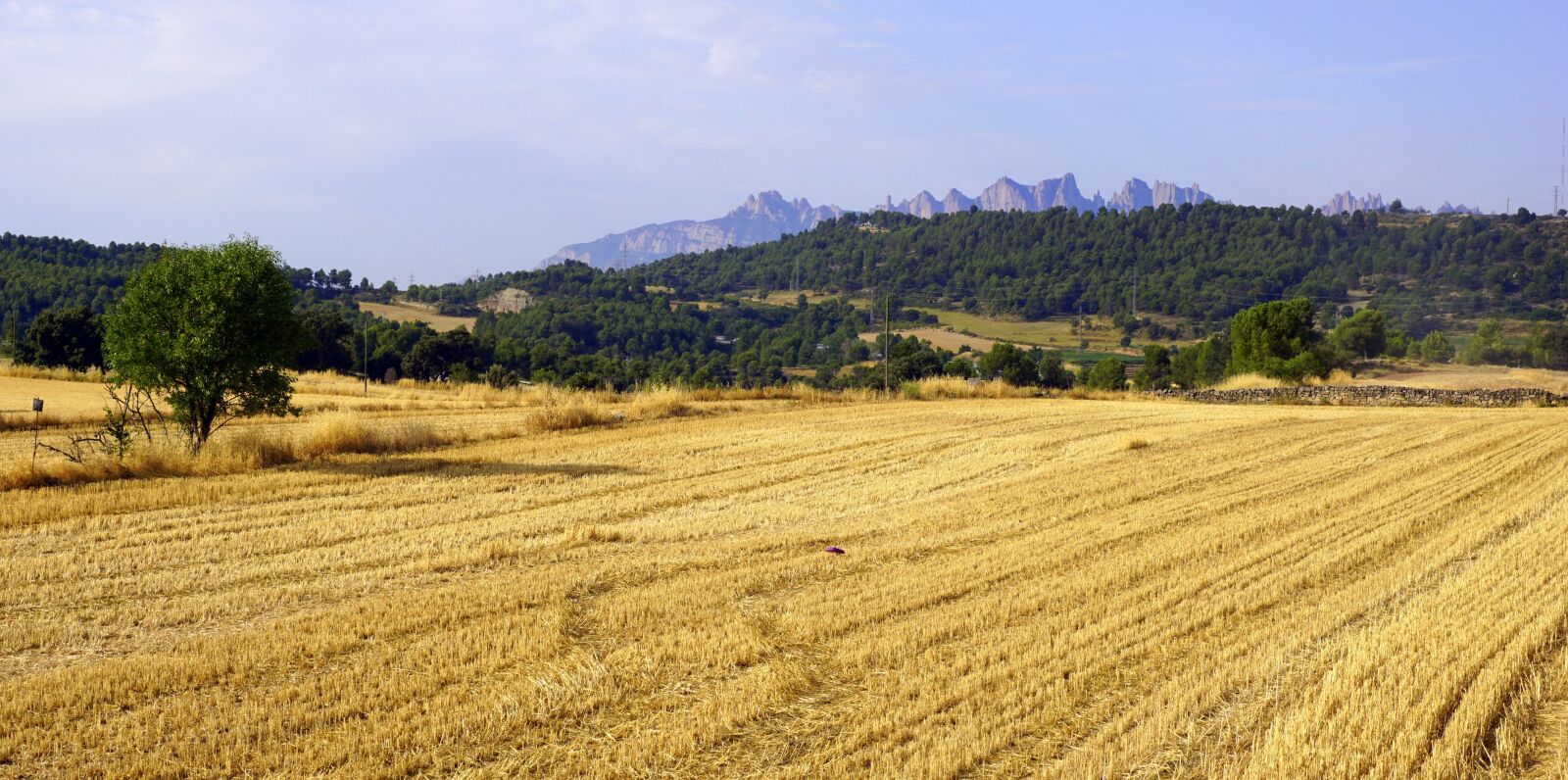 Sony a6000 sample photo. Cereals, field, agriculture photography