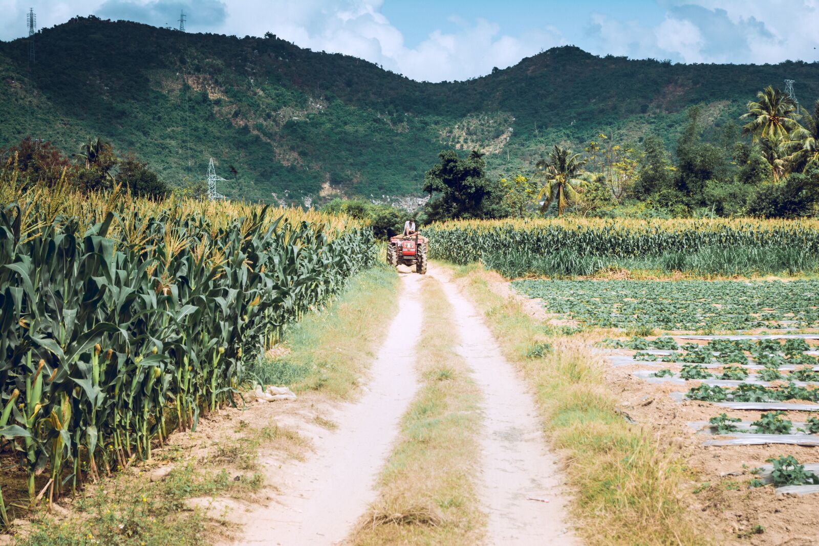 Nikon D7100 sample photo. Farm tractor, ray corn photography
