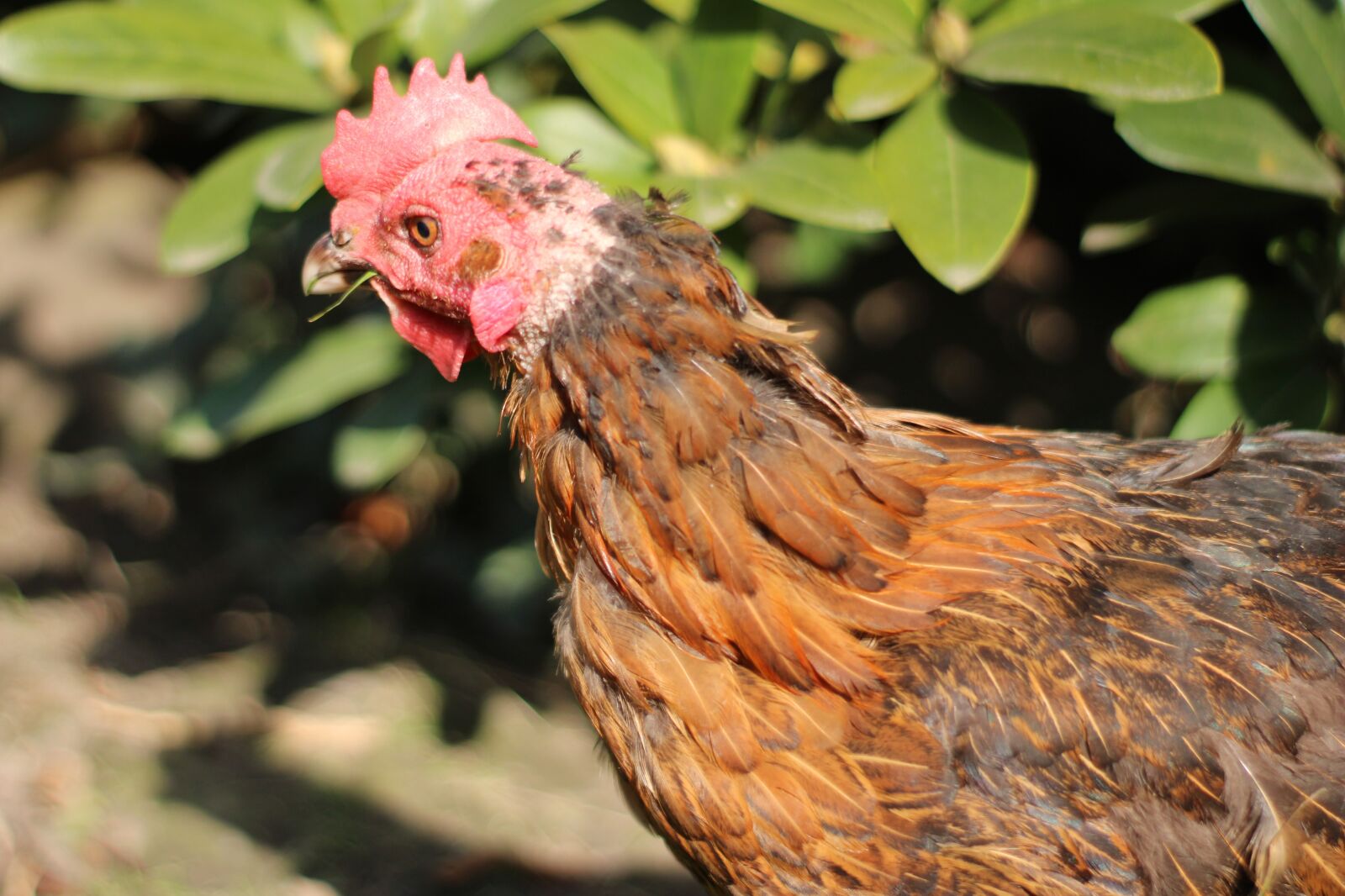 Canon EOS 2000D (EOS Rebel T7 / EOS Kiss X90 / EOS 1500D) sample photo. Chicken, hen, poultry photography