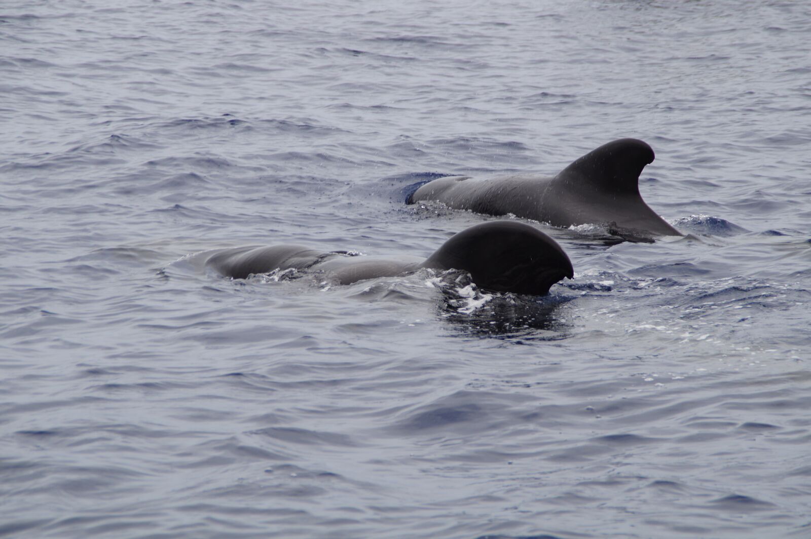 Sony SLT-A58 sample photo. Whales, pilot whales, marine photography