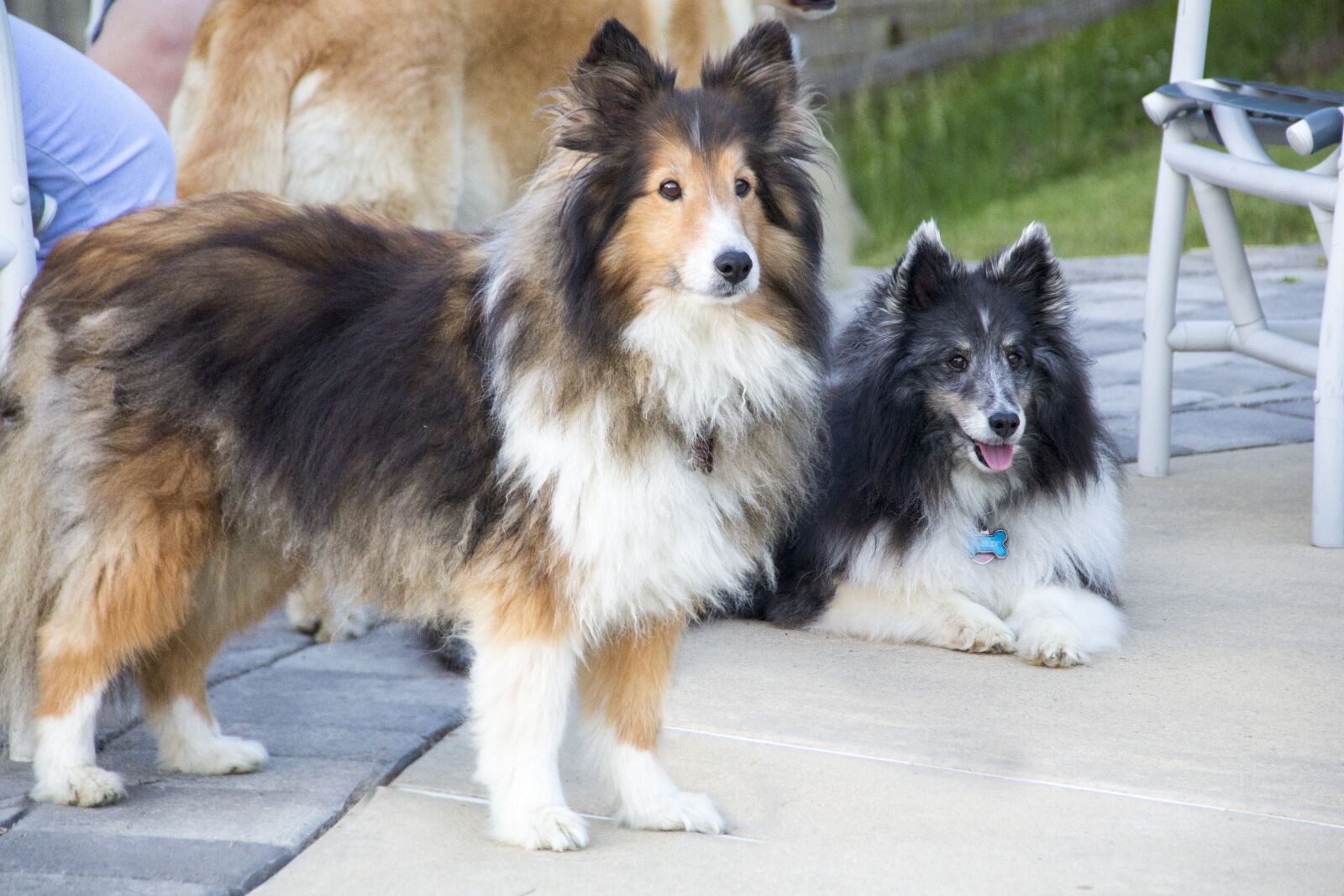Canon EOS 60D sample photo. Dog, sheltie, shetland sheepdog photography