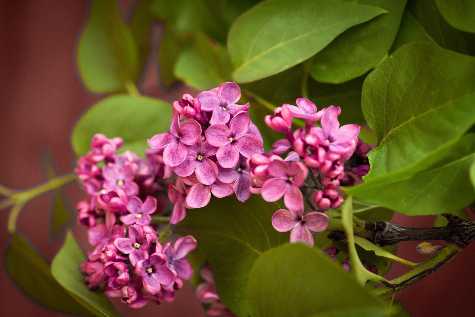 Nikon D750 sample photo. Lilac, flowers, purple photography