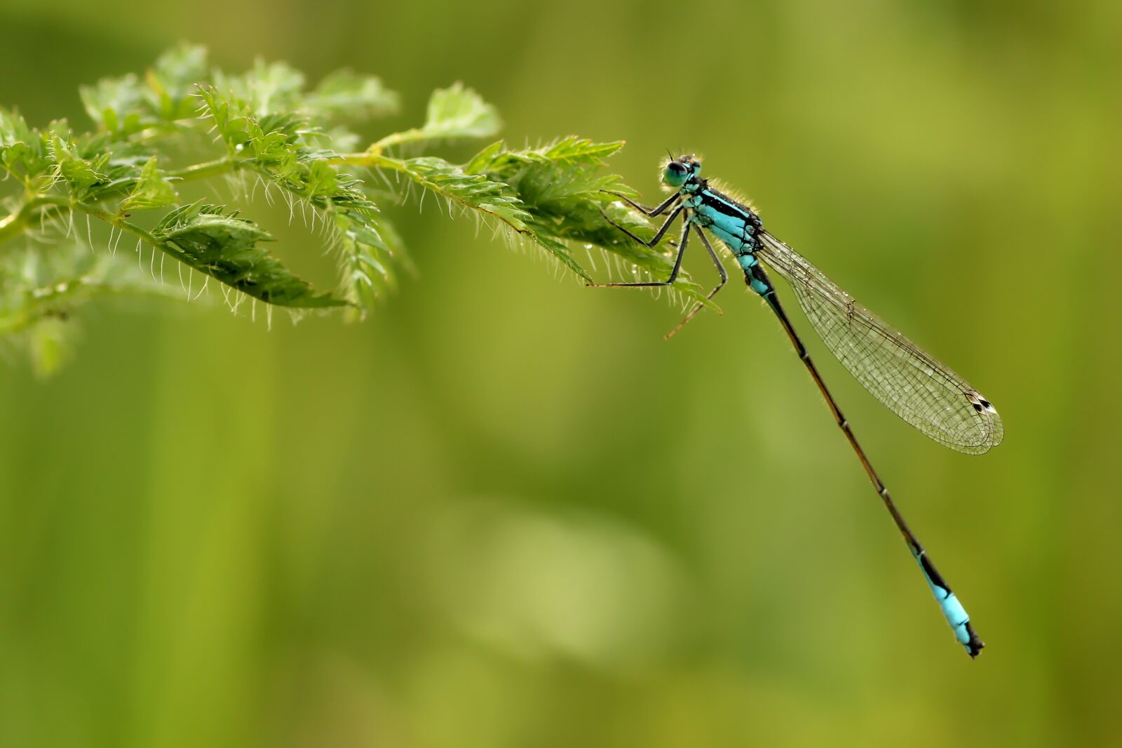 Tamron SP 90mm F2.8 Di VC USD 1:1 Macro sample photo. Dragonfly, insect, nature photography