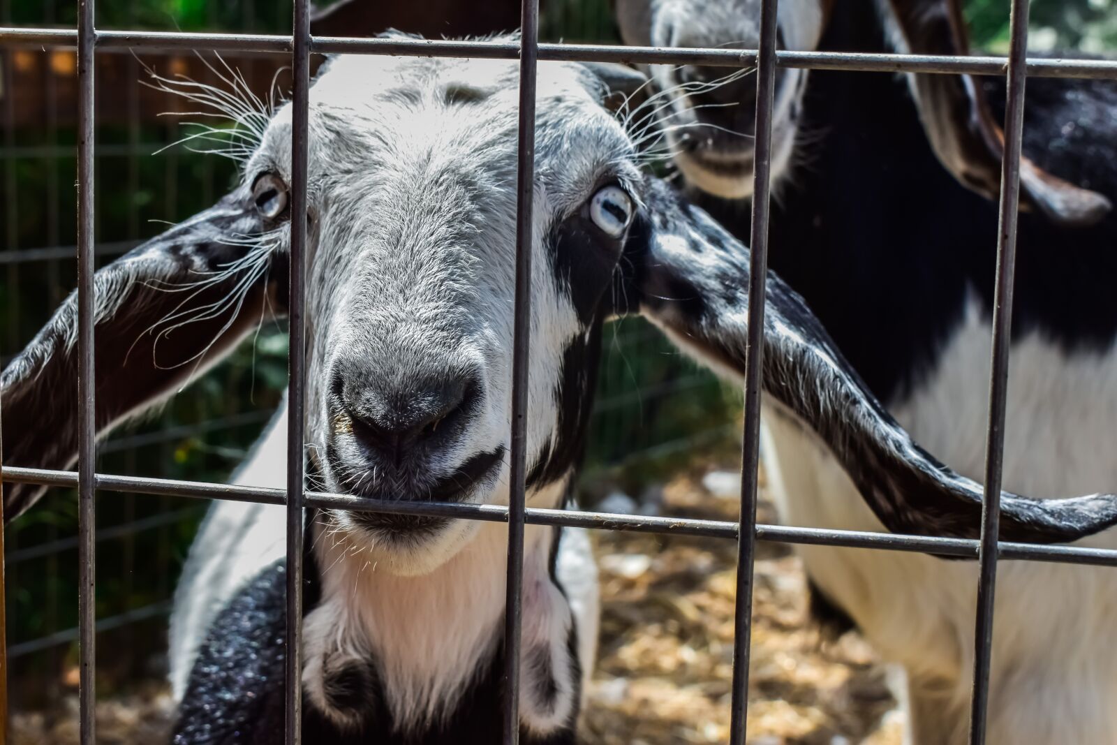 Nikon D3300 sample photo. Goat, eyes, curiosity photography