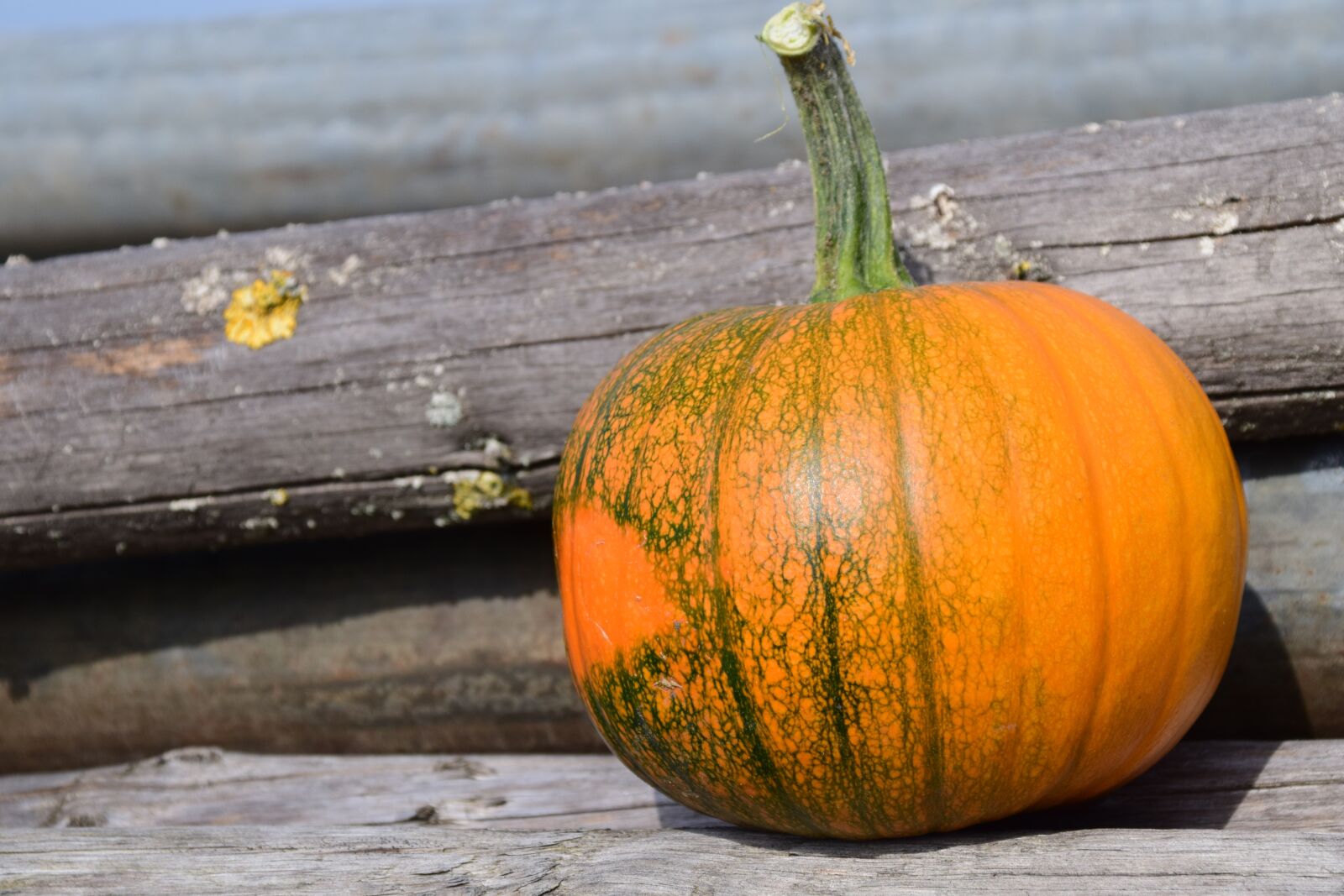 Nikon D3300 sample photo. Pumpkin, wood, autumn photography